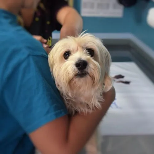 A fluffy, light-colored dog is held by a person in a blue shirt, looking at the camera.