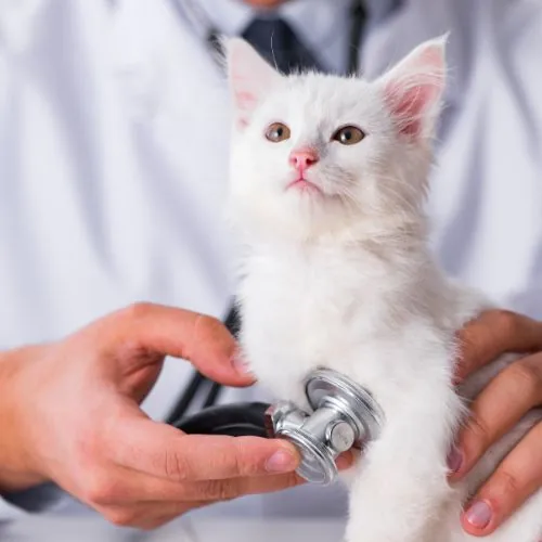 A veterinarian uses a stethoscope to examine a white kitten.