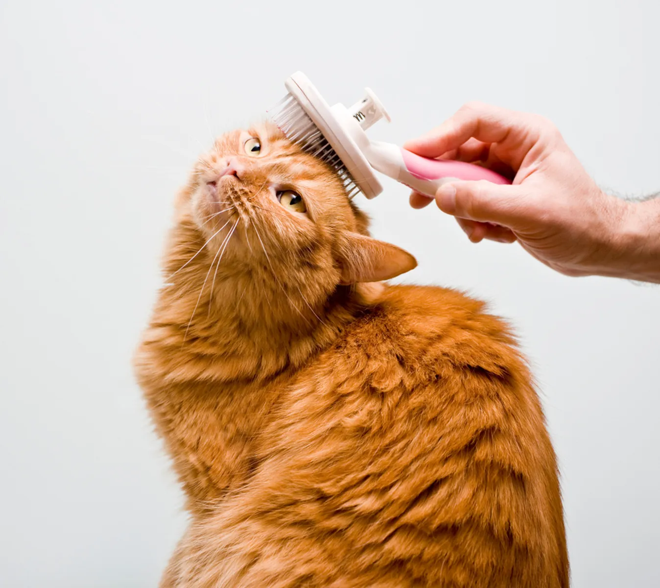 A ginger cat being brushed under the chin with a white and pink comb.
