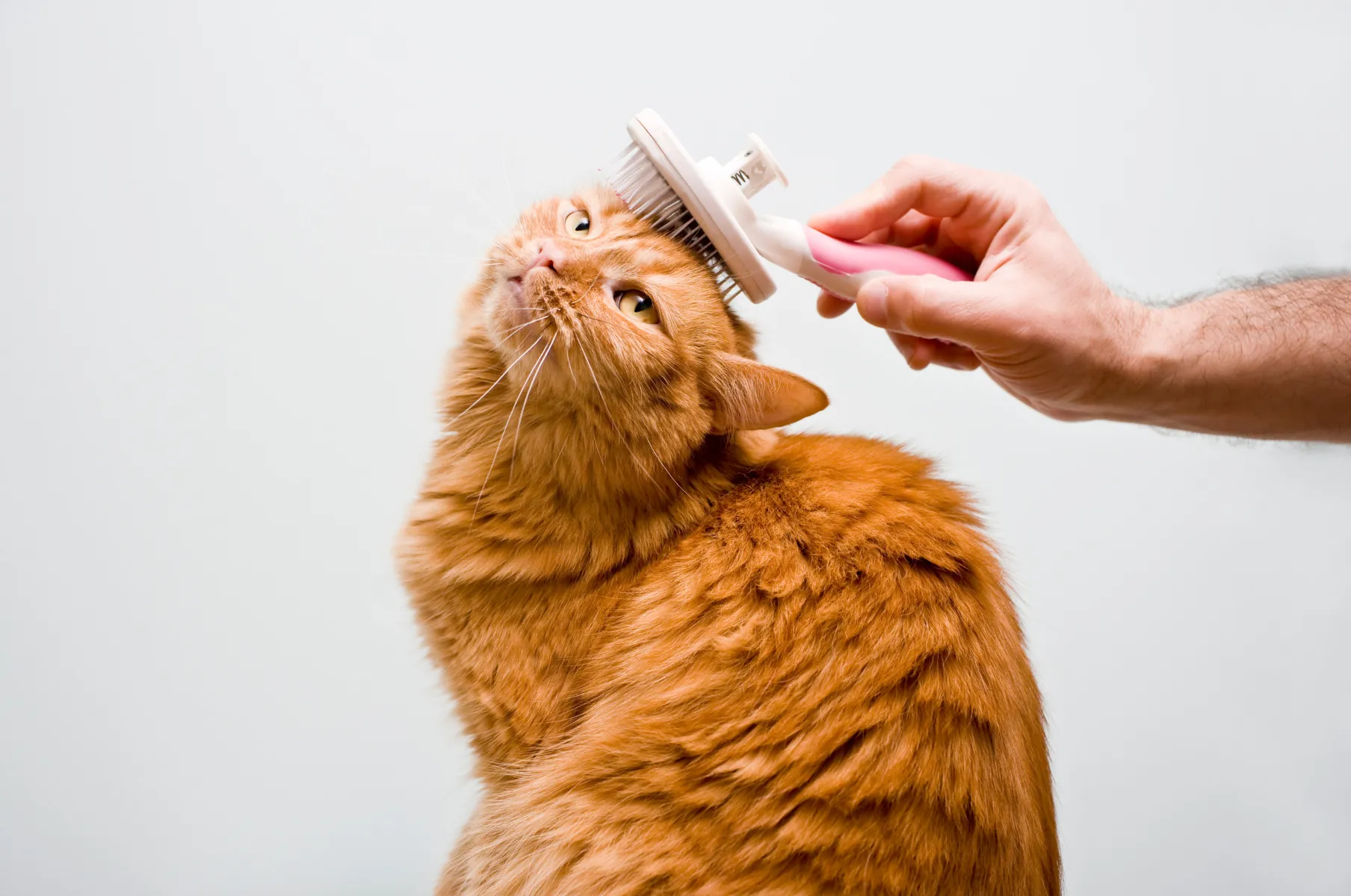 A ginger cat being brushed under the chin with a white and pink comb.