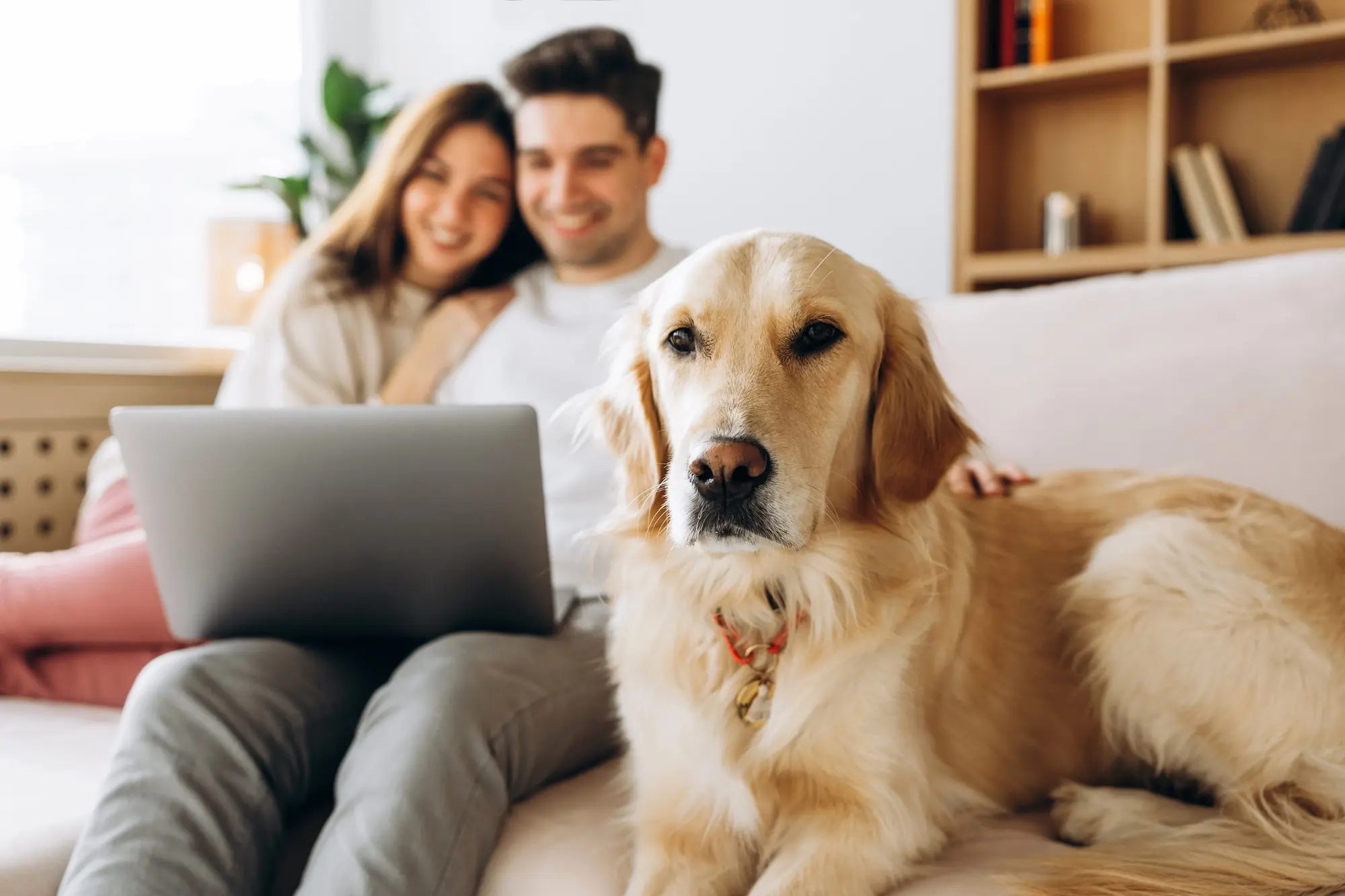 A golden retriever sits on a couch beside a couple, who are using a laptop in a cozy living room filled with plants and books.