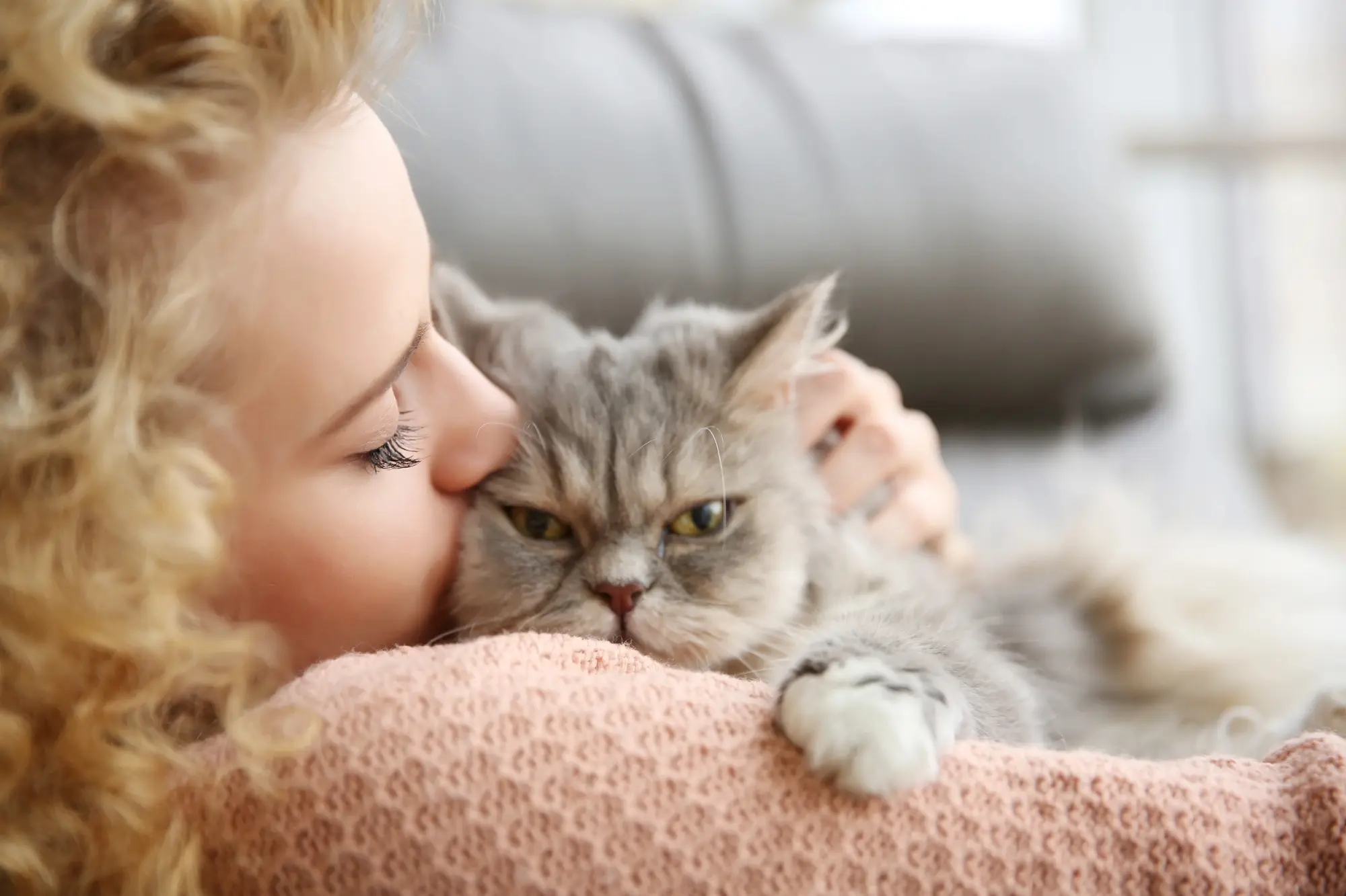 A close-up of a gray cat resting on a person's arm, with a cozy sweater in the background highlighting a warm, loving atmosphere.