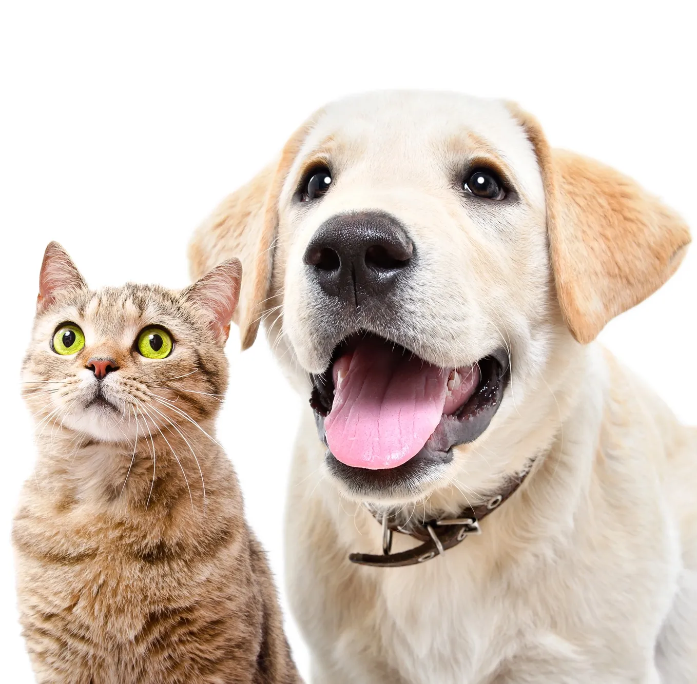 A cat and a dog are standing next to each other.