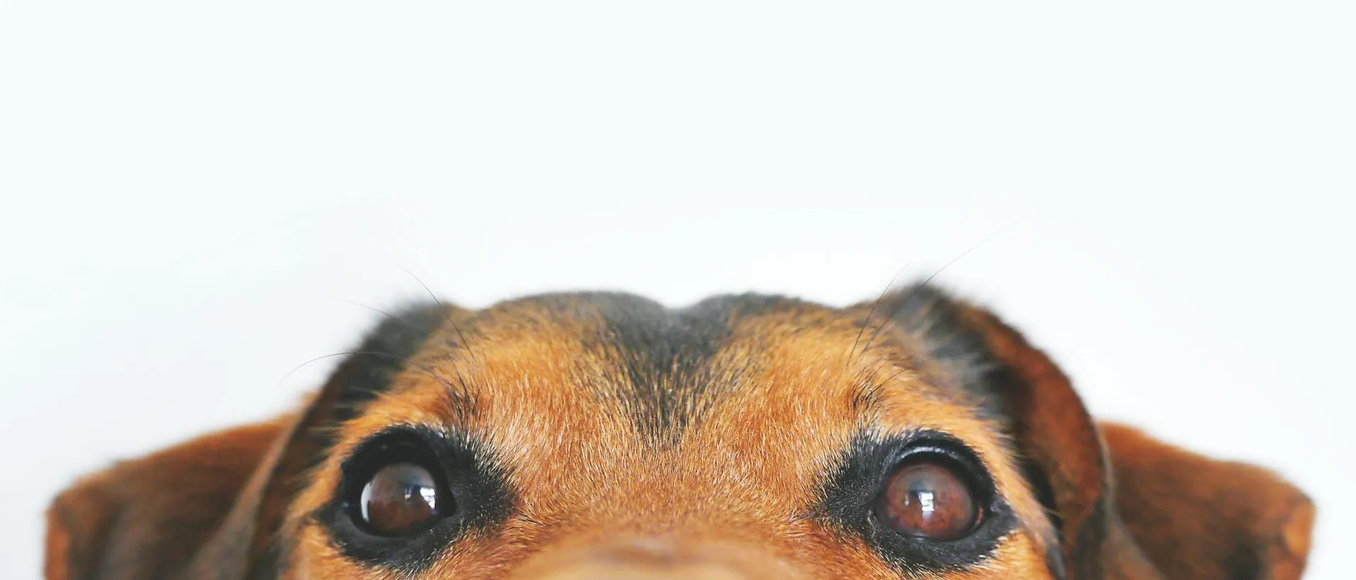 A dog with brown eyes looking at the camera.