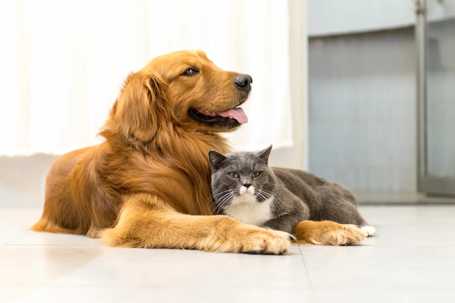 A golden retriever and a gray cat comfortably resting side by side on a tiled floor, exuding friendship and tranquility.