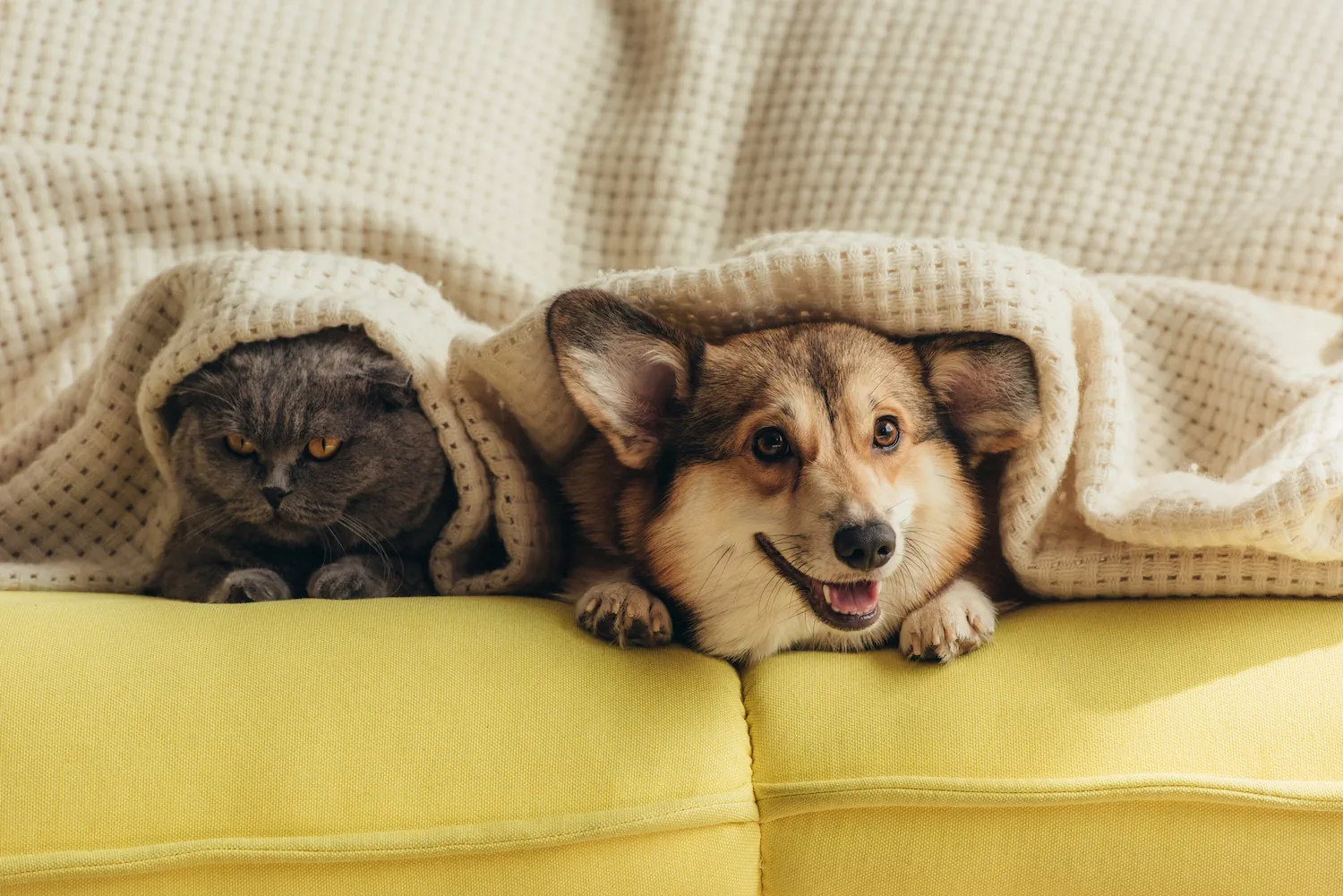 A gray cat with orange eyes peeks out from under a white blanket on a yellow couch, cozy and relaxed.