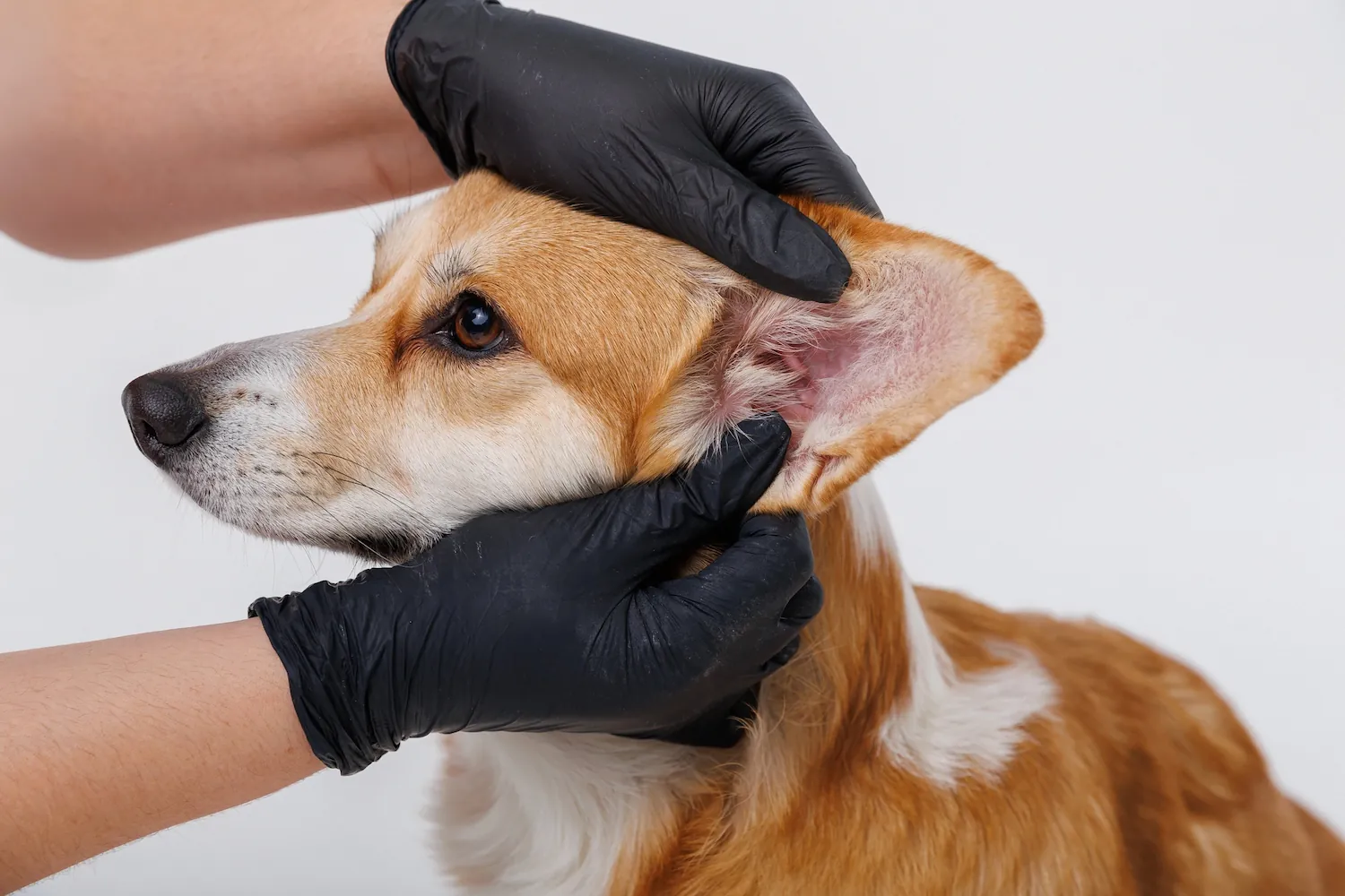 A Corgi having its ear examined by a person wearing black gloves.