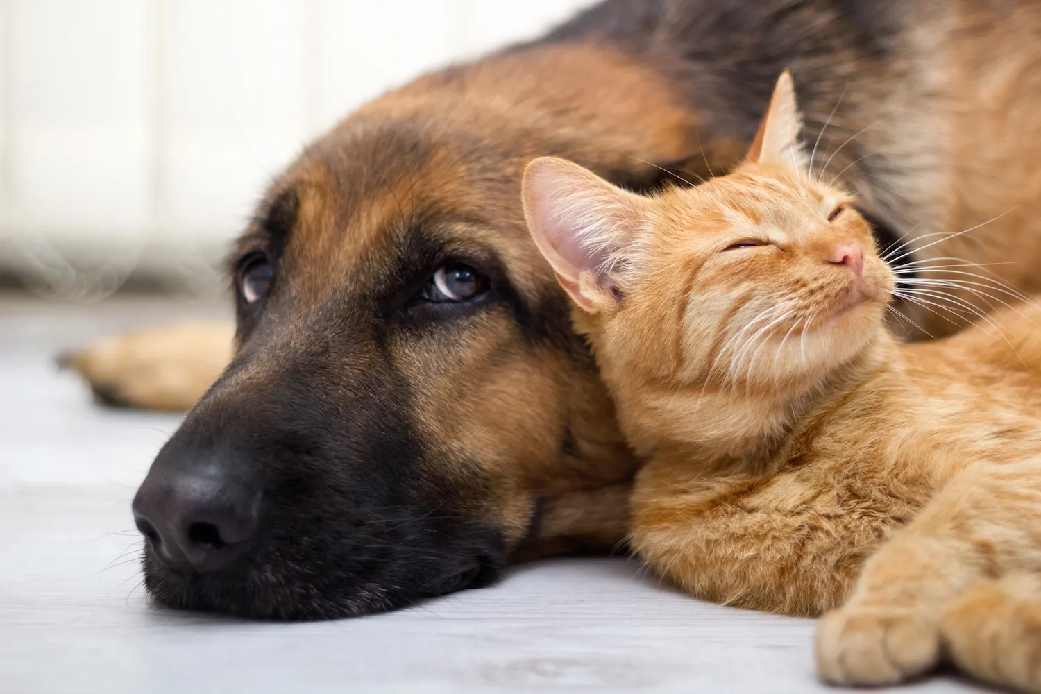 A brown dog and an orange cat laying together.