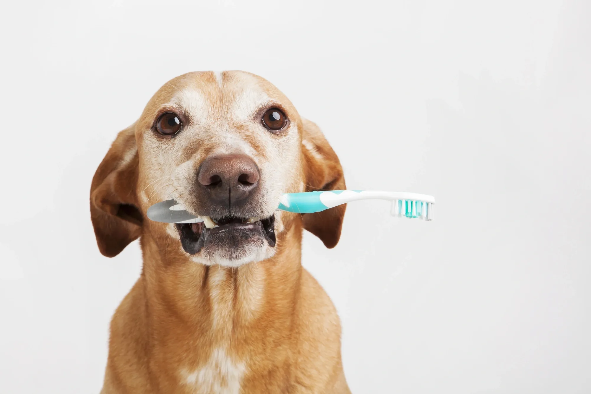 A playful golden retriever holds a toothbrush with teal bristles in its mouth against a plain white background.