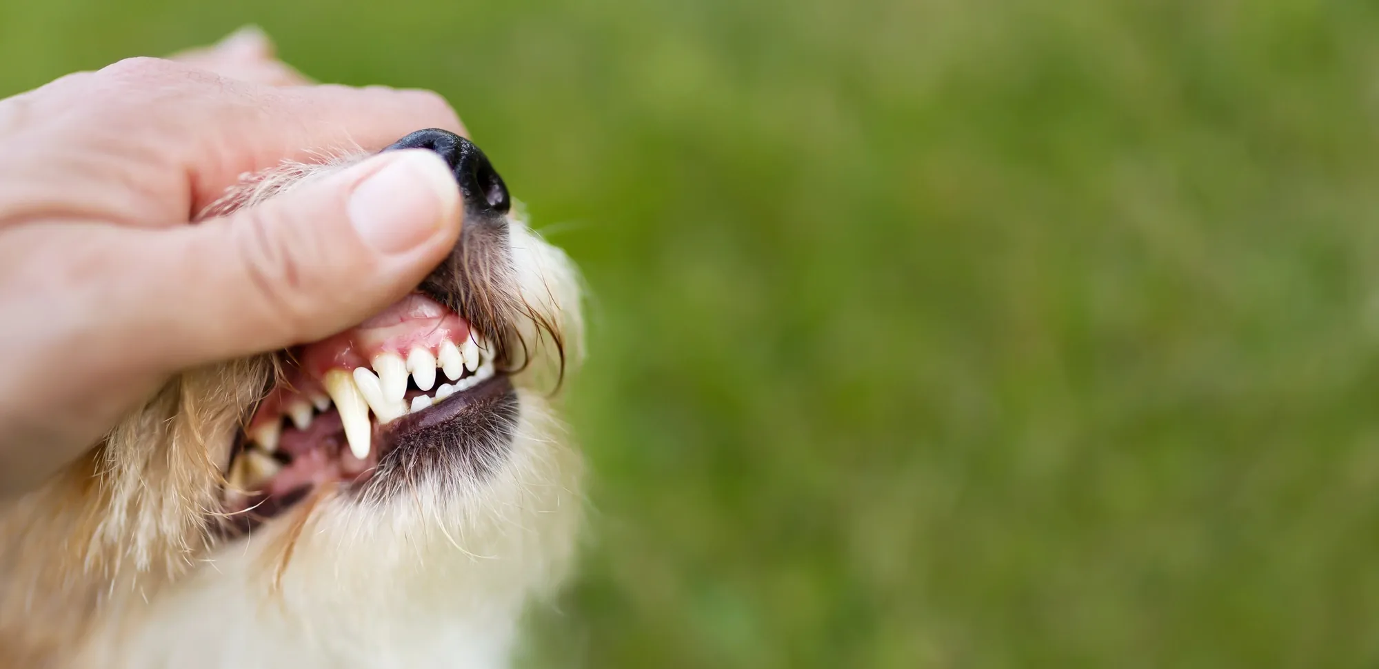 A person gently petting a small dog's face, showcasing its open mouth and pronounced teeth against a blurred green background.