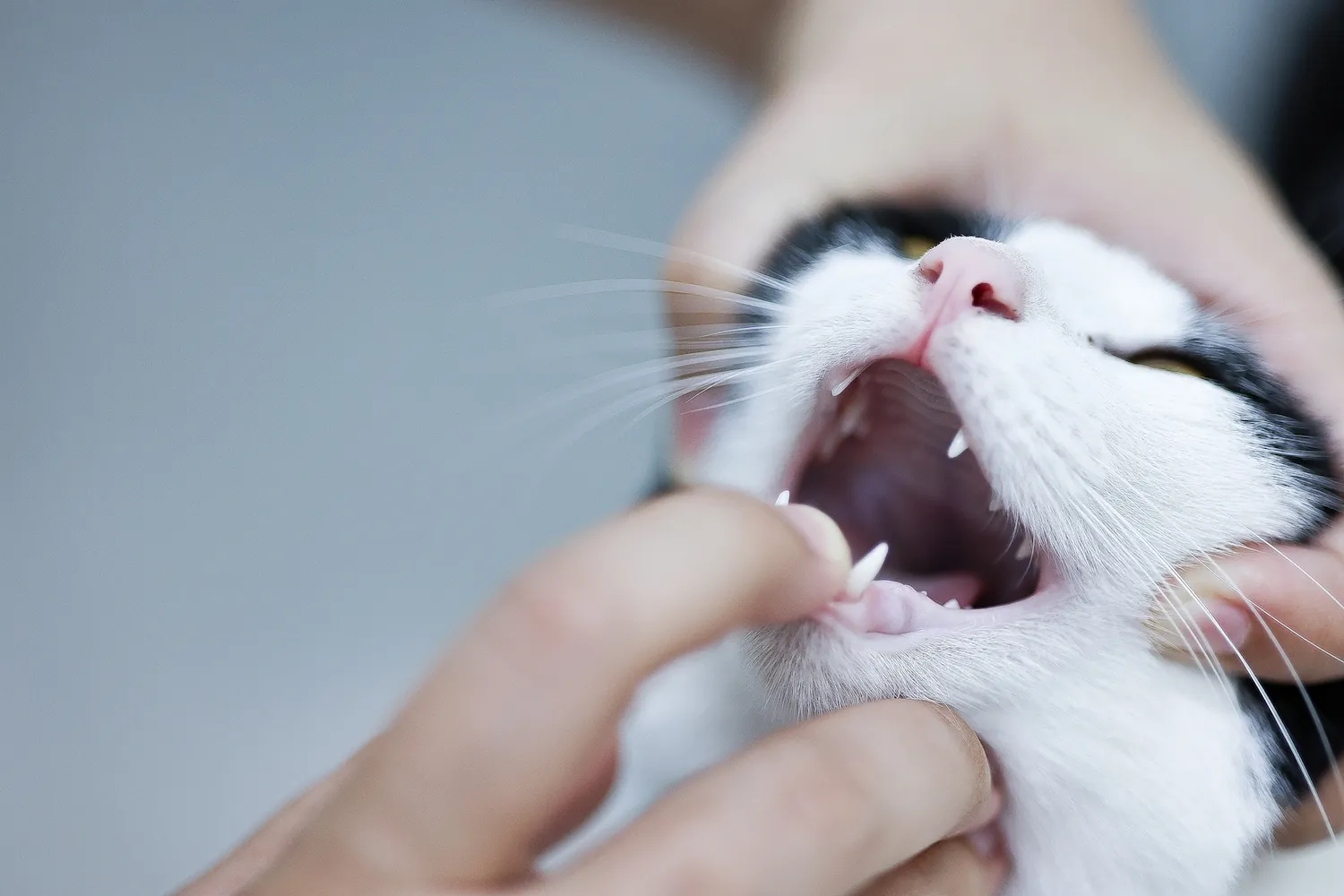 Close-up of a cat with its mouth open, revealing teeth and tongue, held by a person's hands