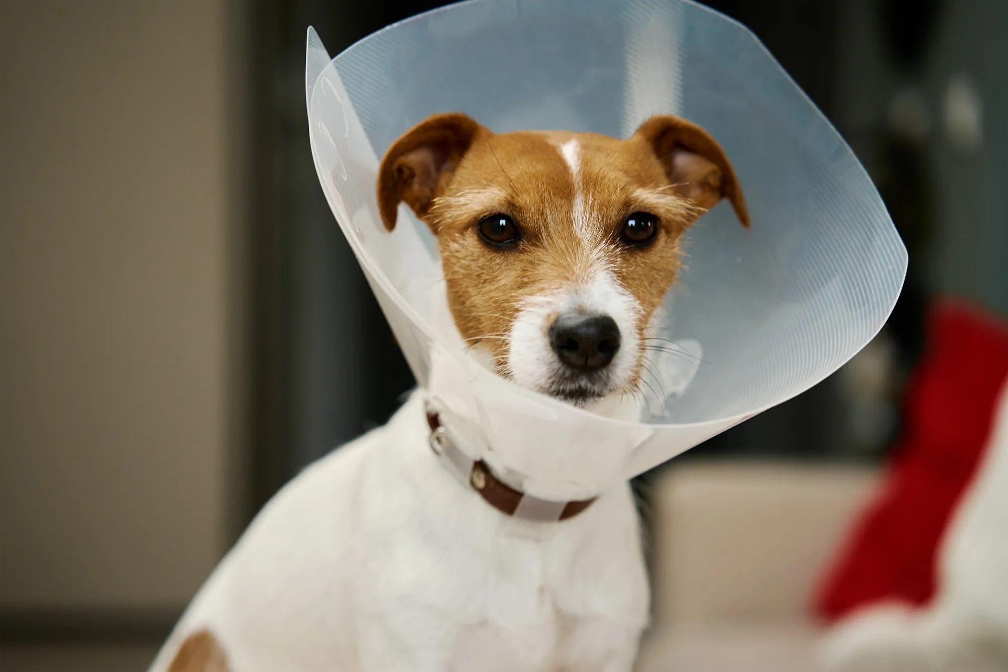 A small dog wearing a cone on its head.