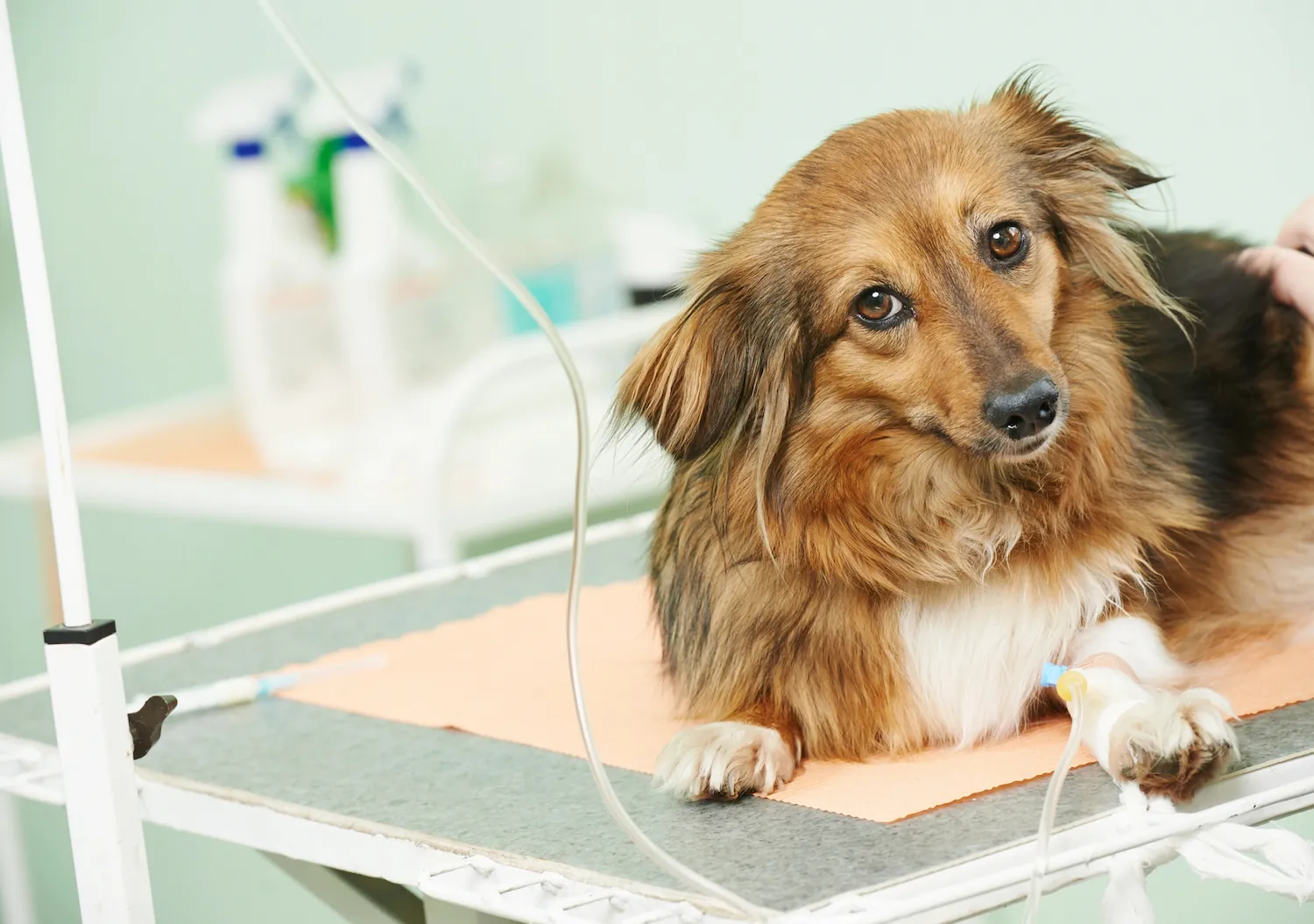 A concerned dog lies on a veterinary table, receiving IV fluid treatment, with a gentle hand nearby for comfort.