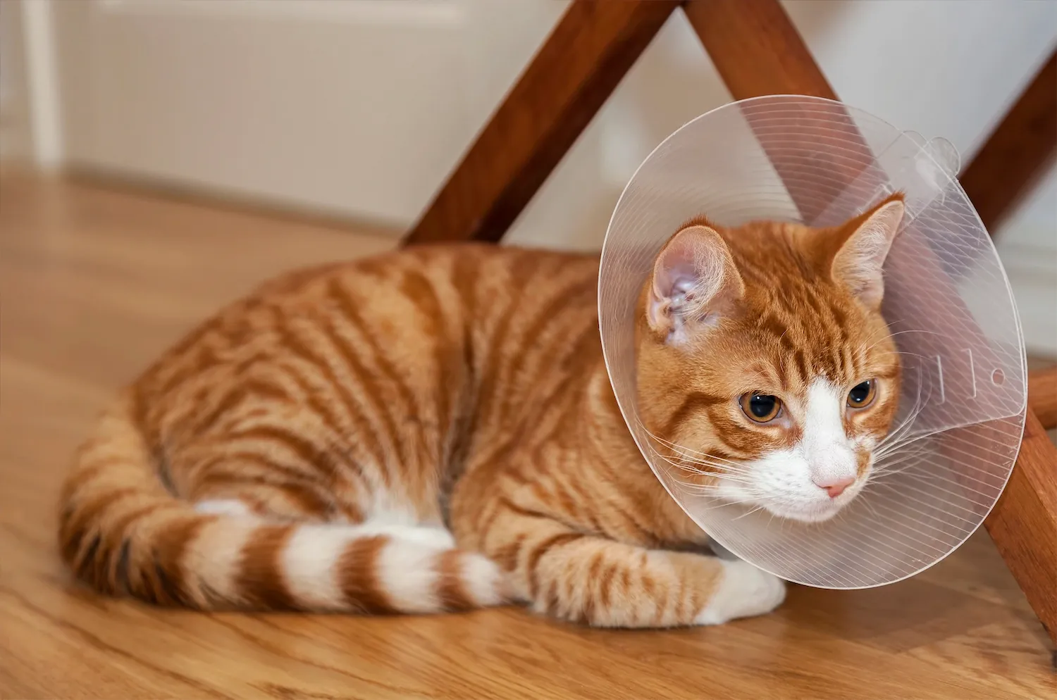 A cat with a cone on its head is laying on a wooden floor.
