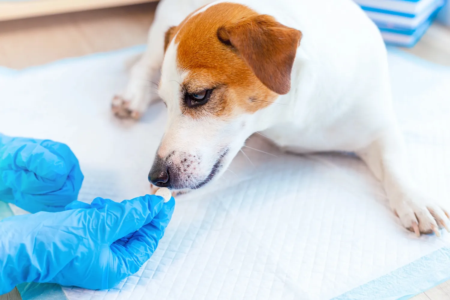 A close-up of a dog receiving a treat from a person's gloved hand, both positioned on a medical pad in a bright setting.