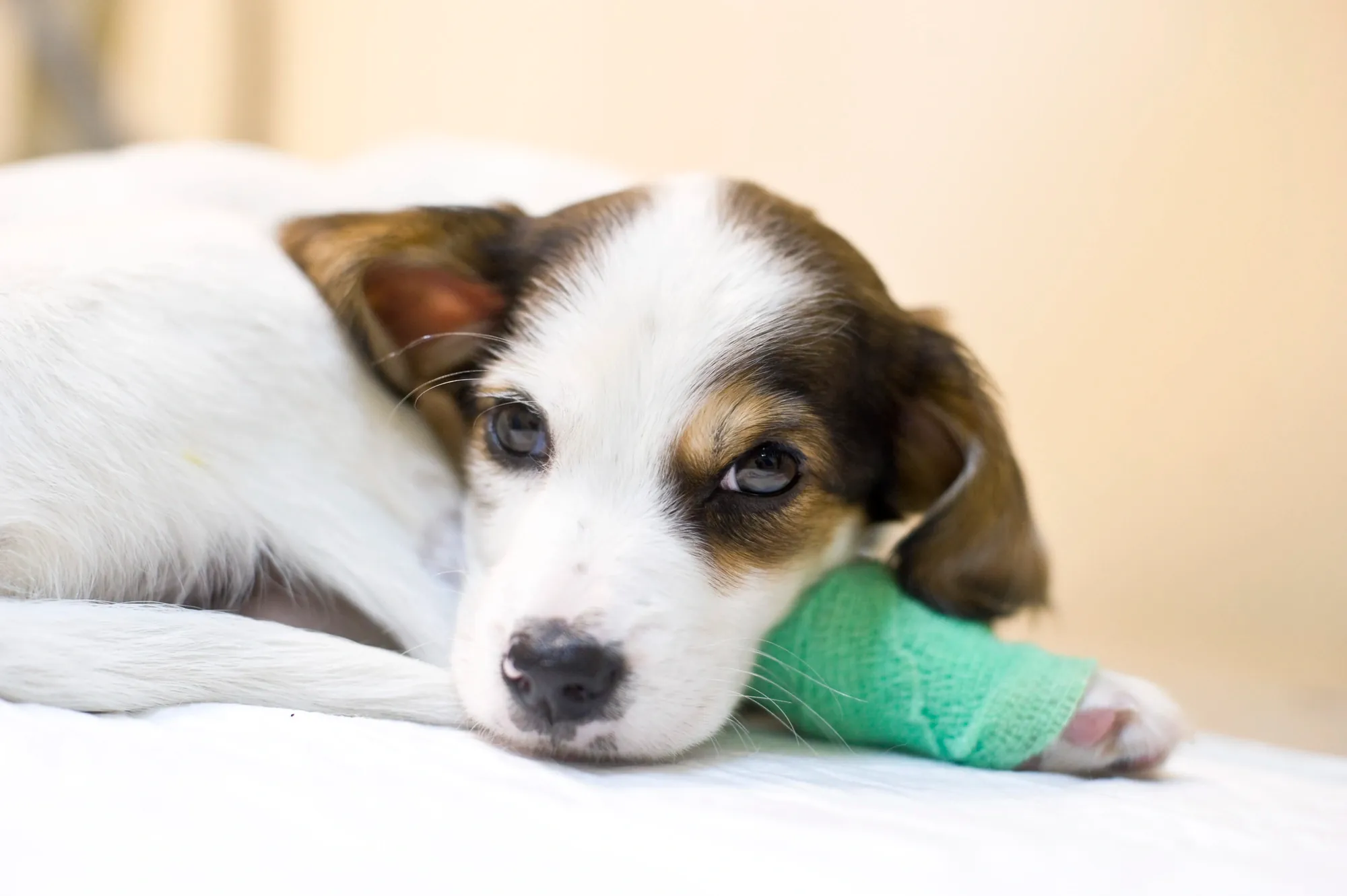 A close-up of a dog's paw with a green bandage, resting on a white surface, conveying a sense of care and recovery.