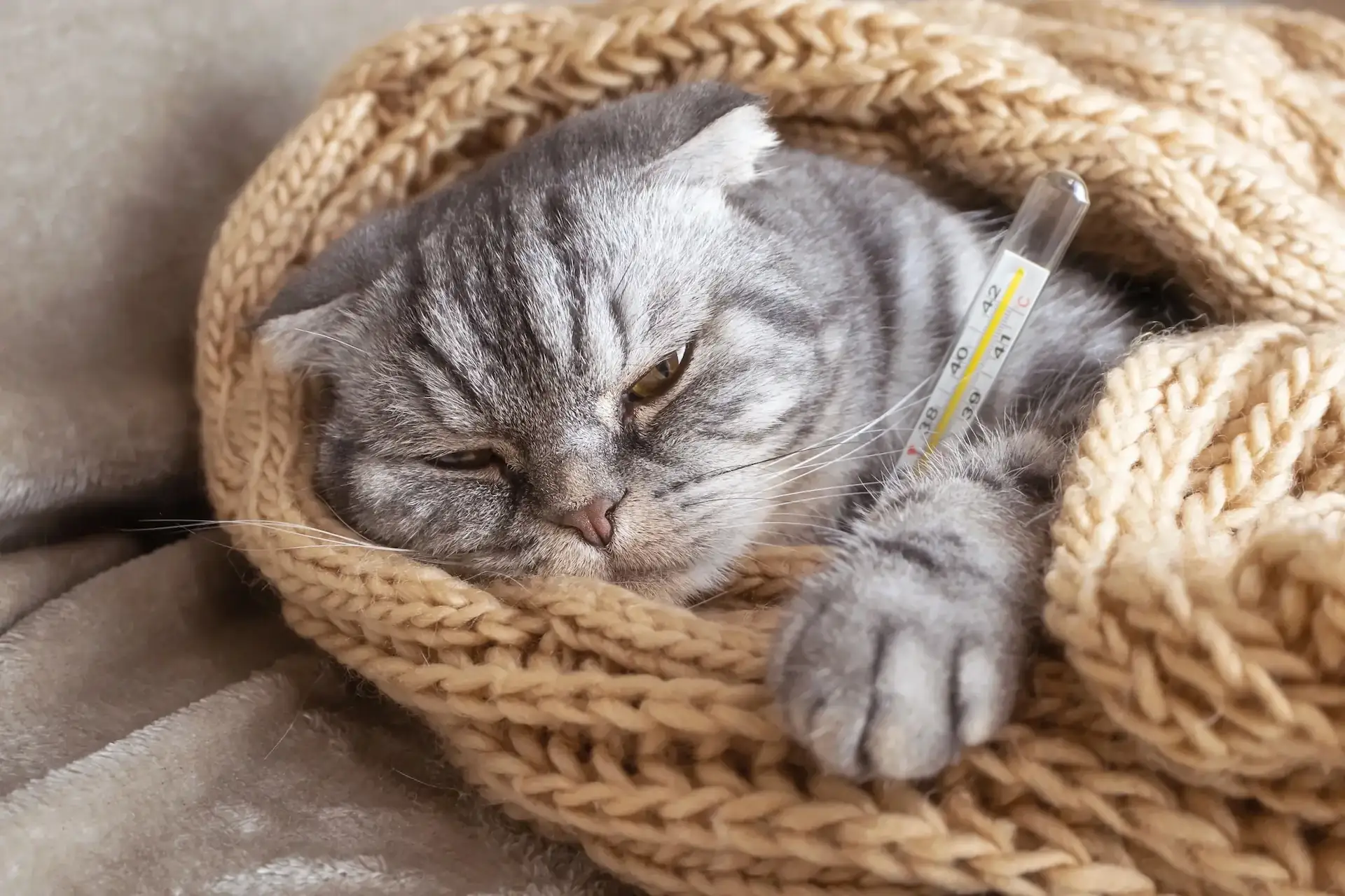 A cat is sleeping in a ball of yarn.