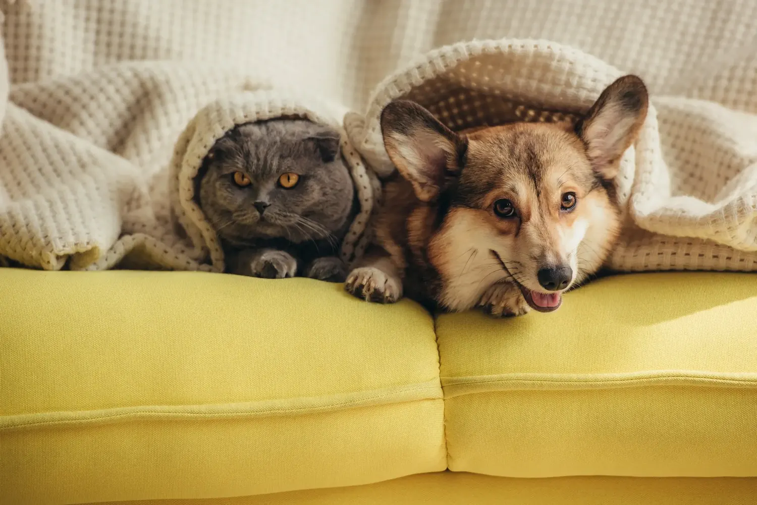 A gray cat with orange eyes peeks out from under a white blanket on a yellow couch, cozy and relaxed.