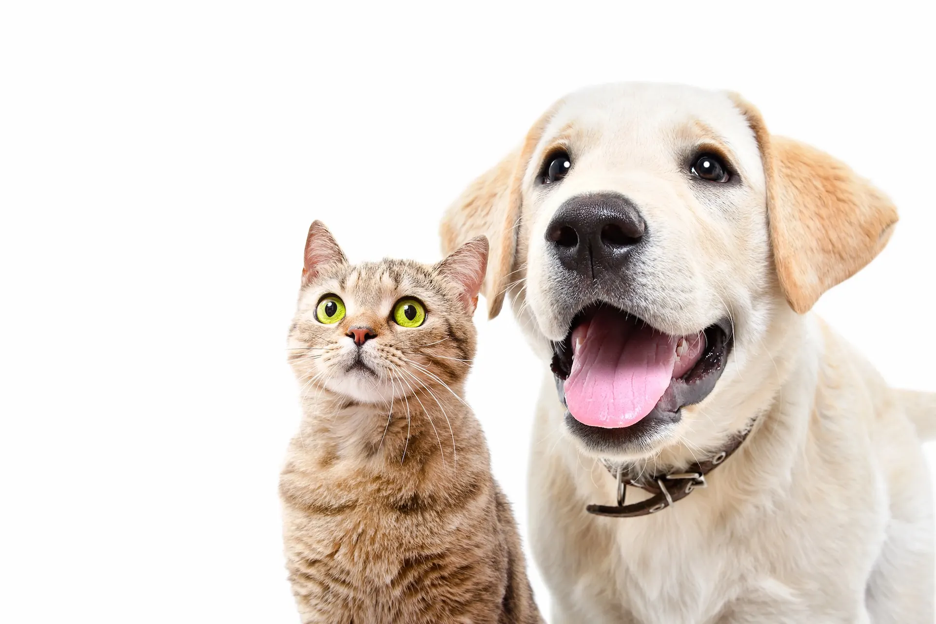 A cat and a dog are standing next to each other.