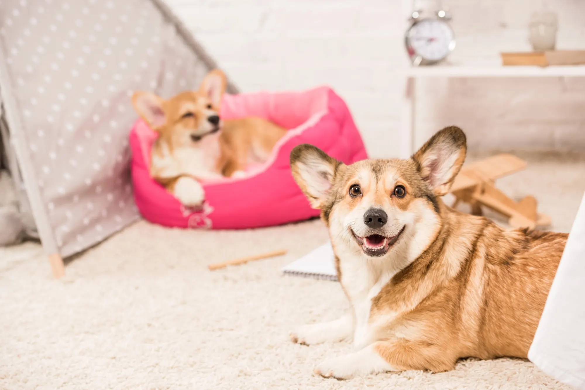 Two corgis in a cozy room; one is lying on a pink dog bed, and the other is sitting on the carpet and looking at the camera.