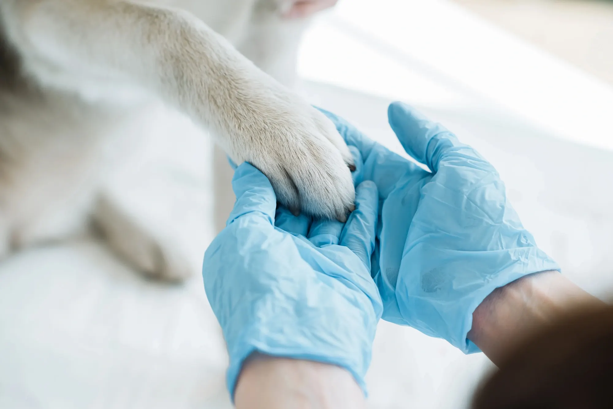 A person wearing blue gloves gently holds a dog's paw, likely during a veterinary examination or treatment.