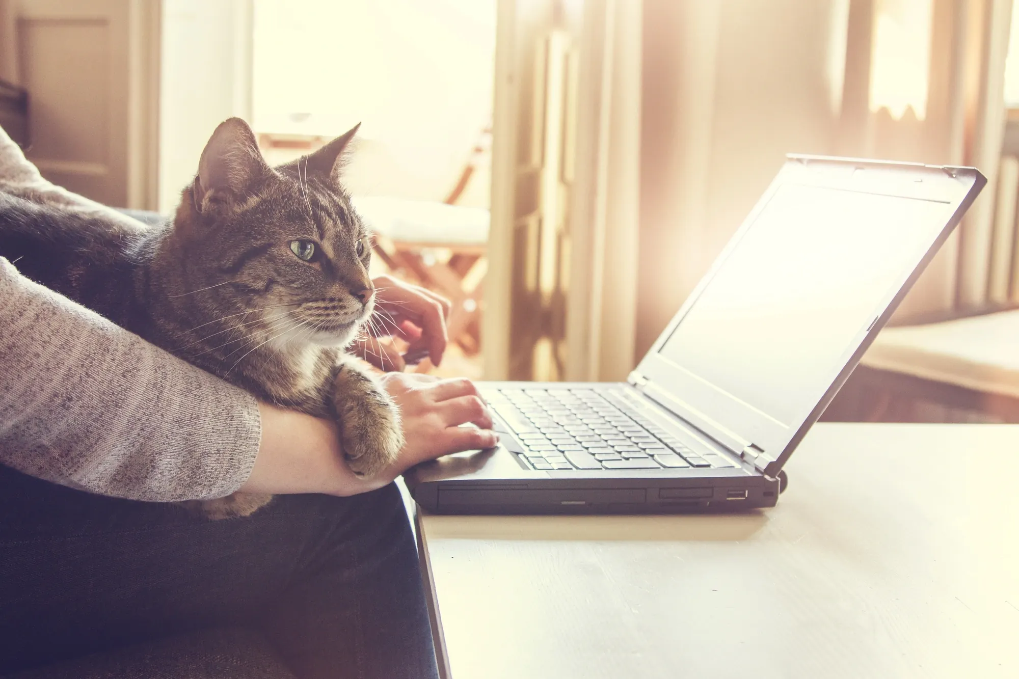 A person sits at a laptop with a tabby cat resting on their lap, enjoying a sunny, cozy indoor space.
