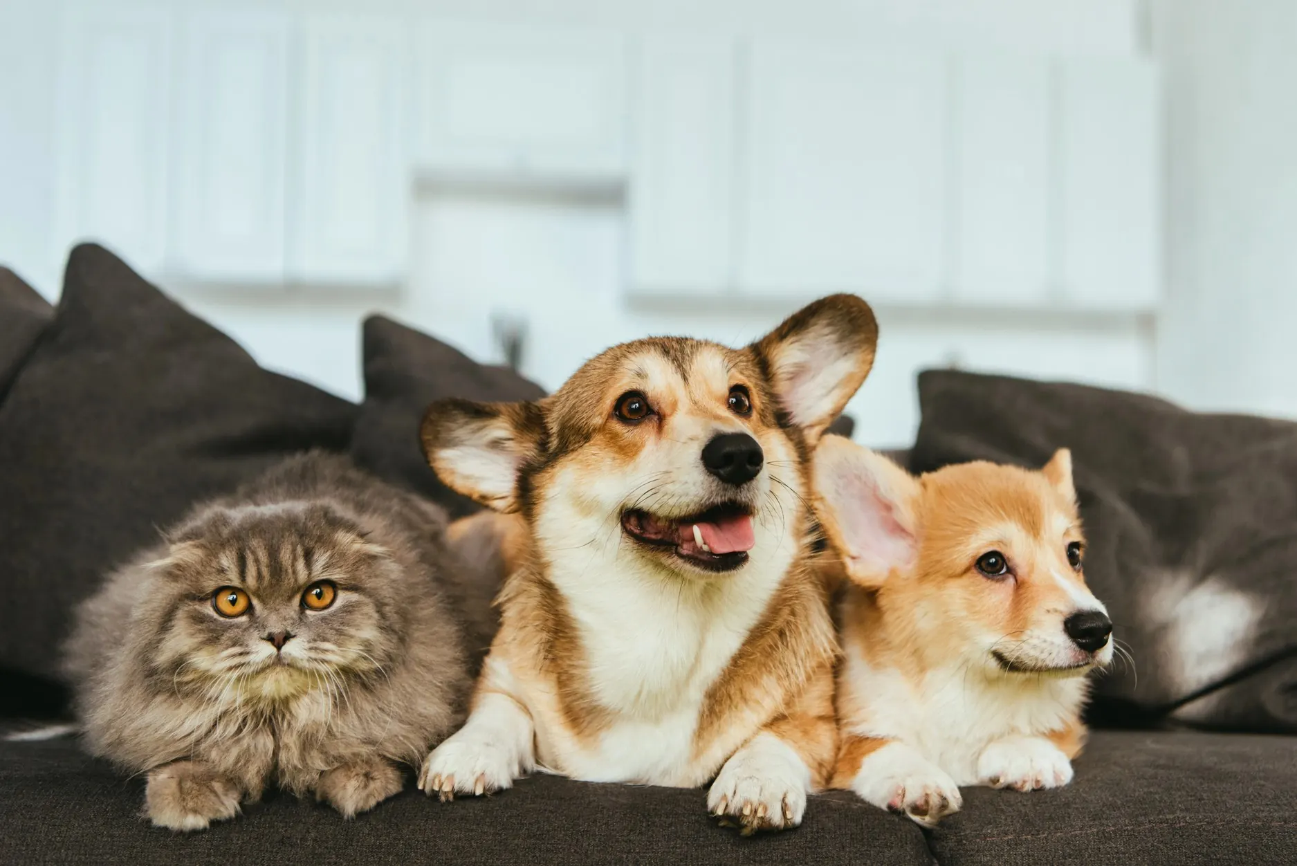 Two cute dogs and a cat sitting on a couch.
