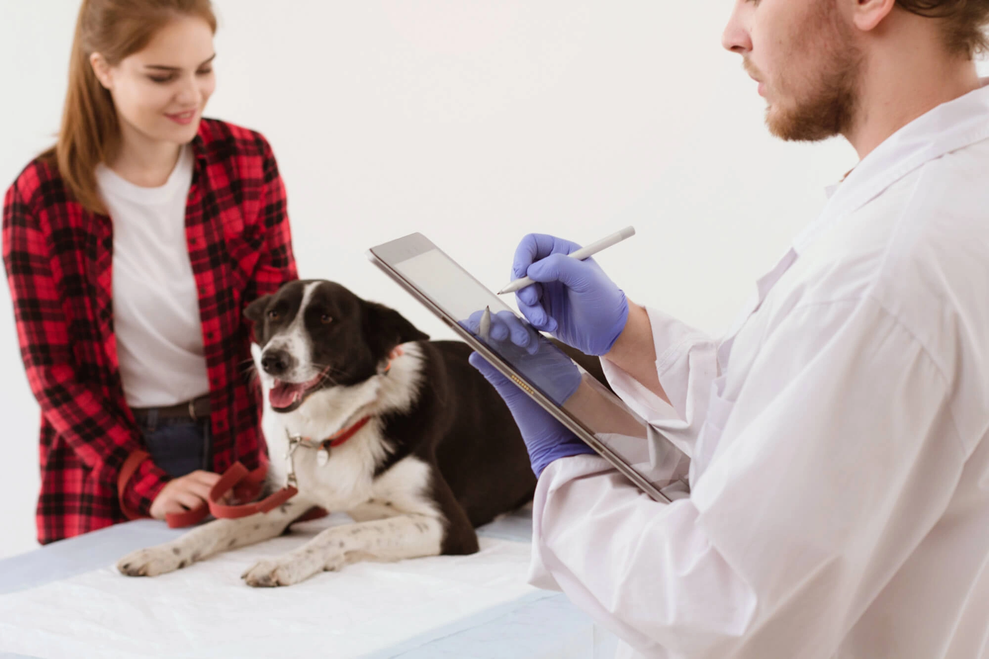 Dog getting ready to be spayed at Great Plains Veterinary