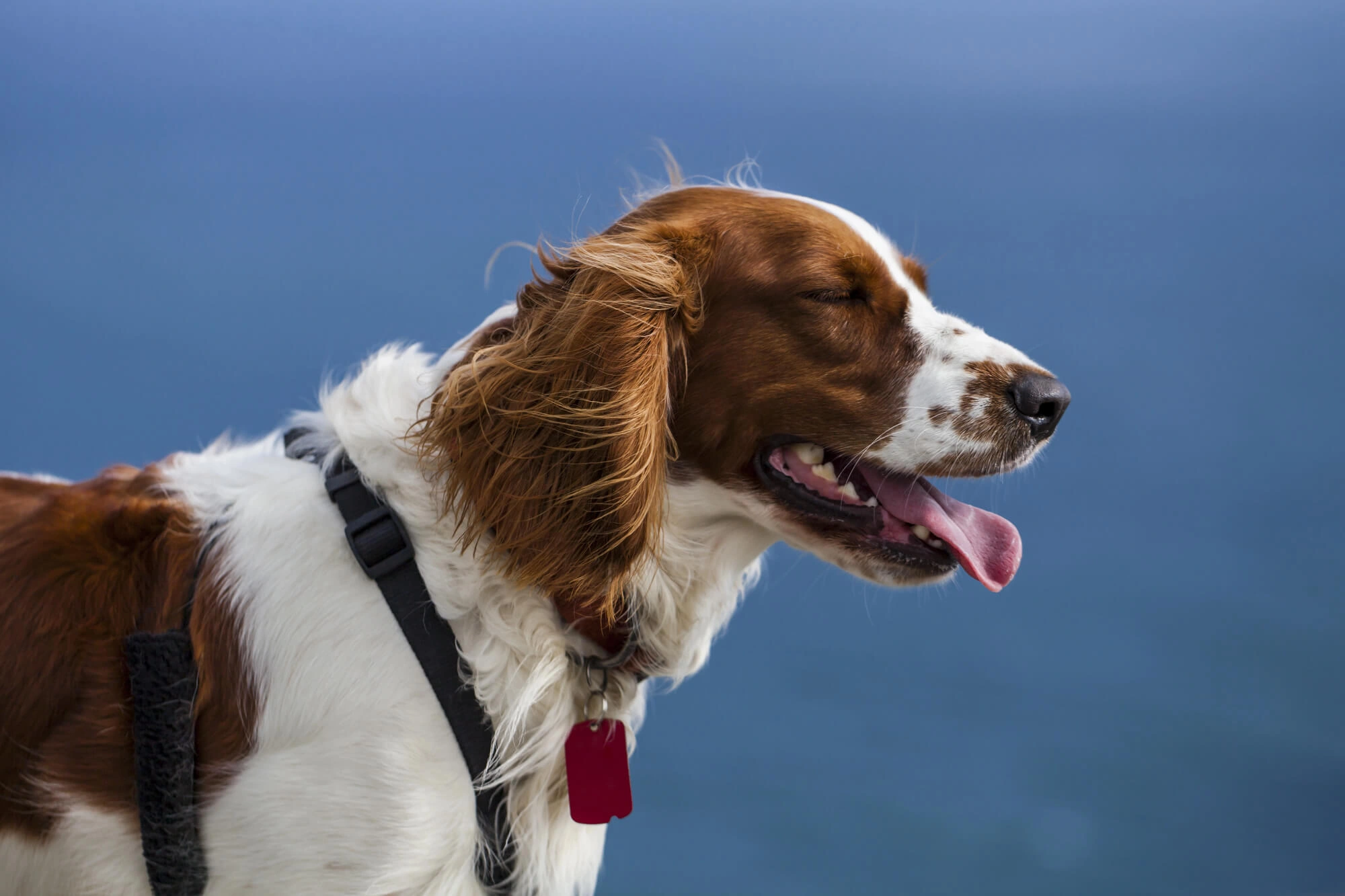 Dog going to Animal Medical Clinic Great Falls