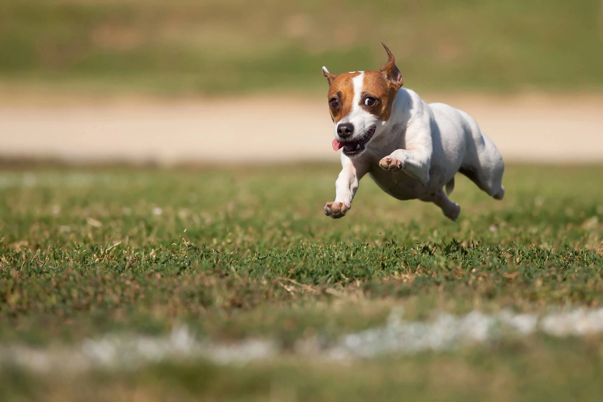 Happy dog from Animal Medical Clinic Great Falls