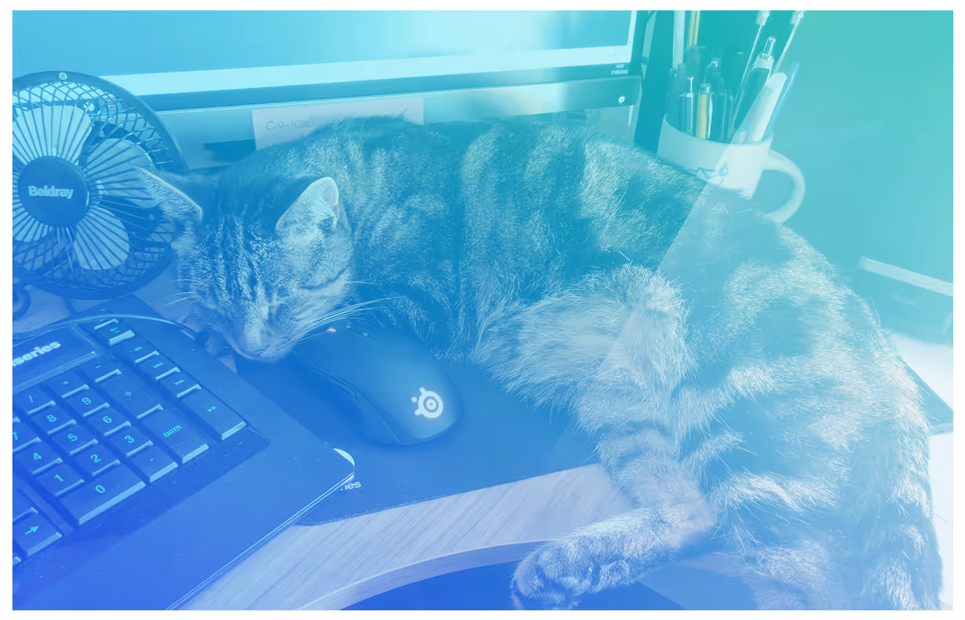 Pets at Publisher Collective