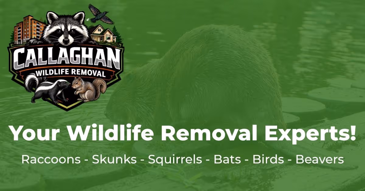 Reliable Pest Control Solutions