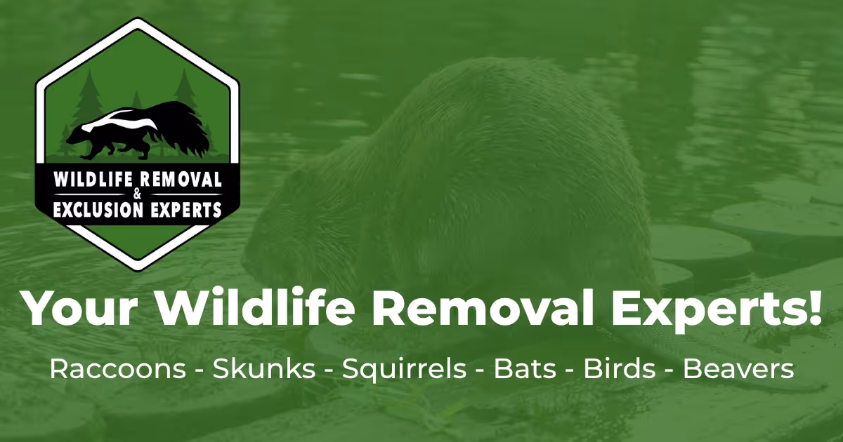 Reliable Pest Control Solutions