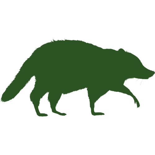 Raccoon Icon