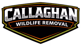 Callaghan Wildlife Removal Experts