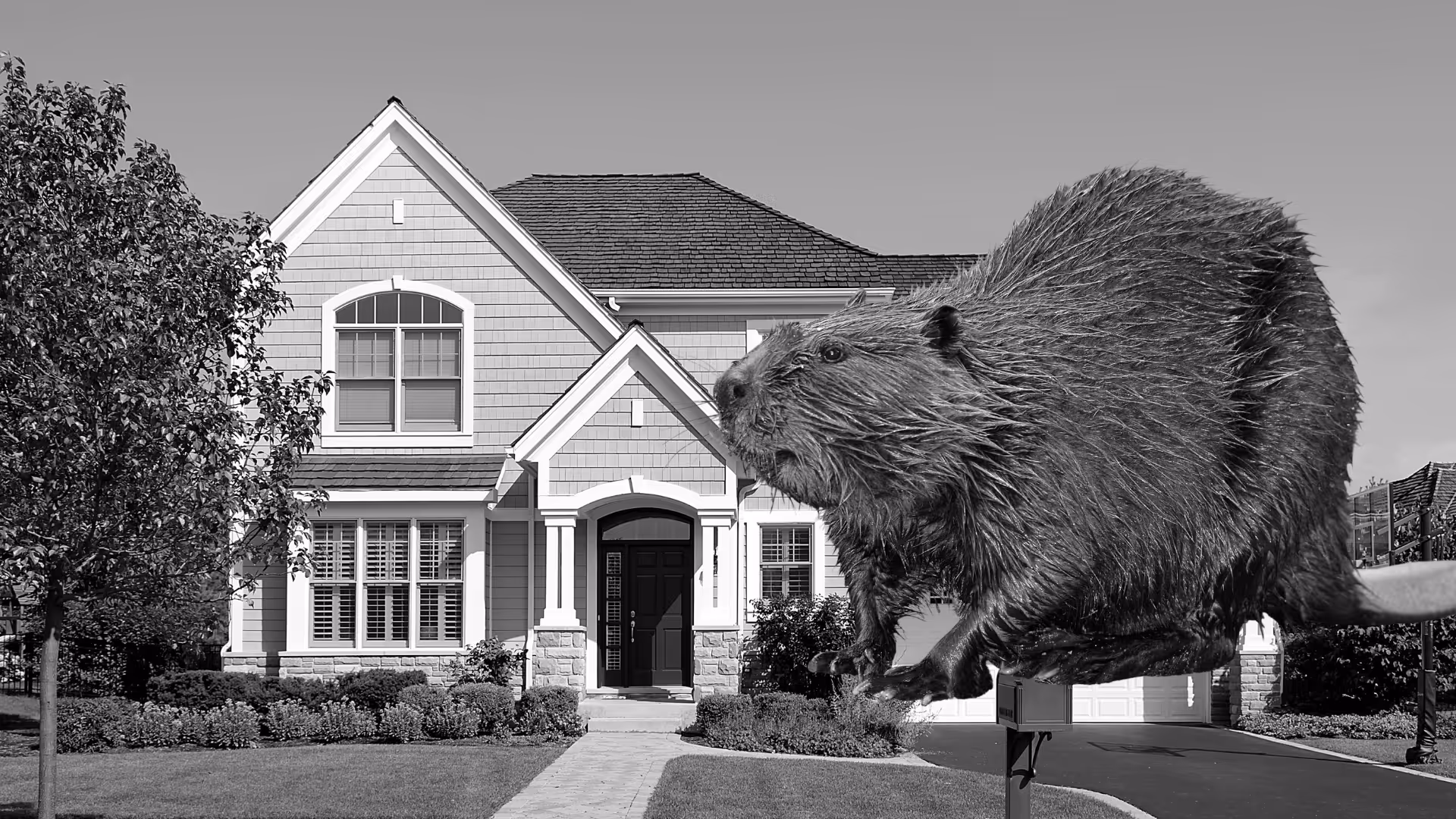 Beaver