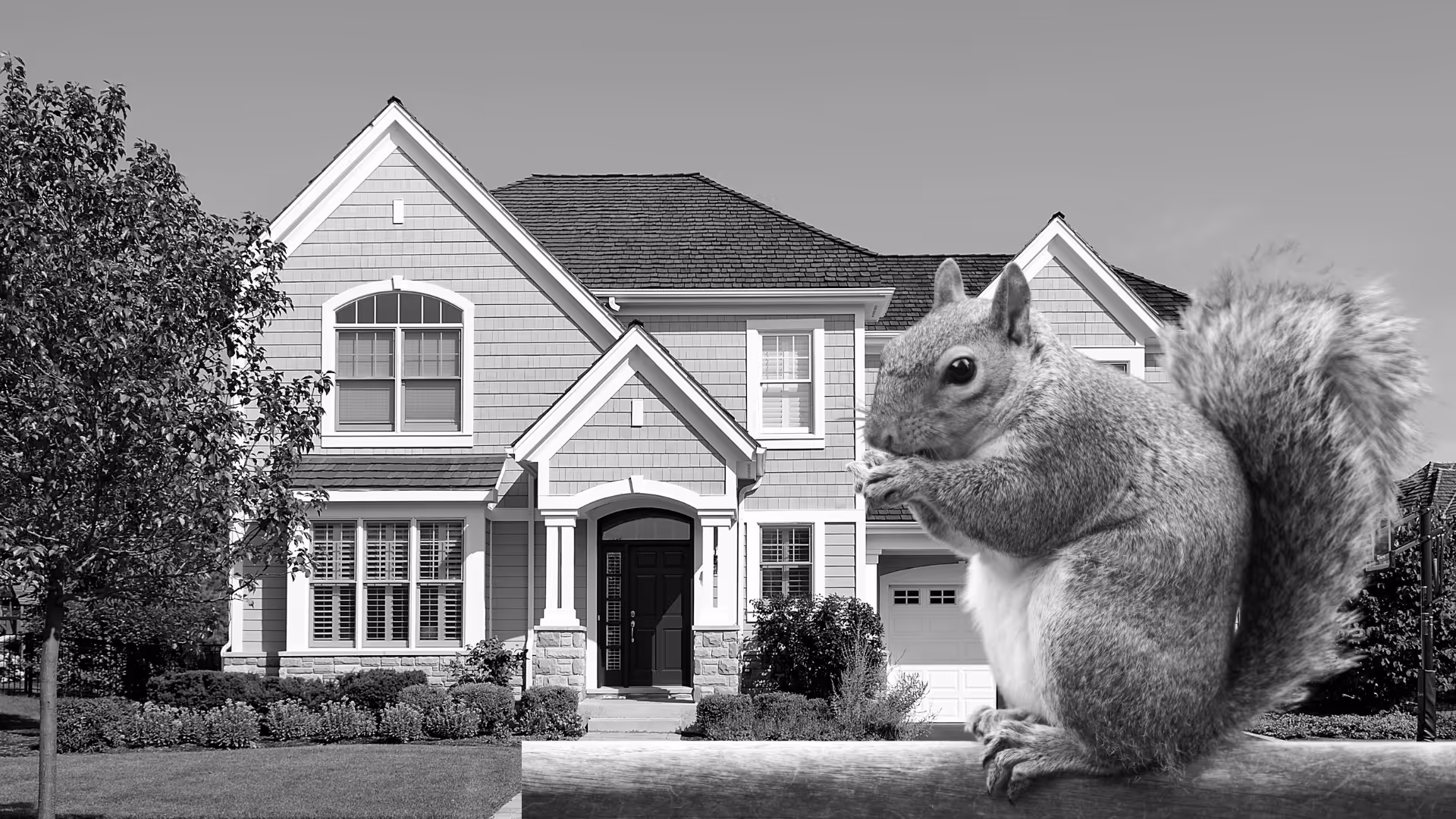 Squirrel Removal and Trapping
