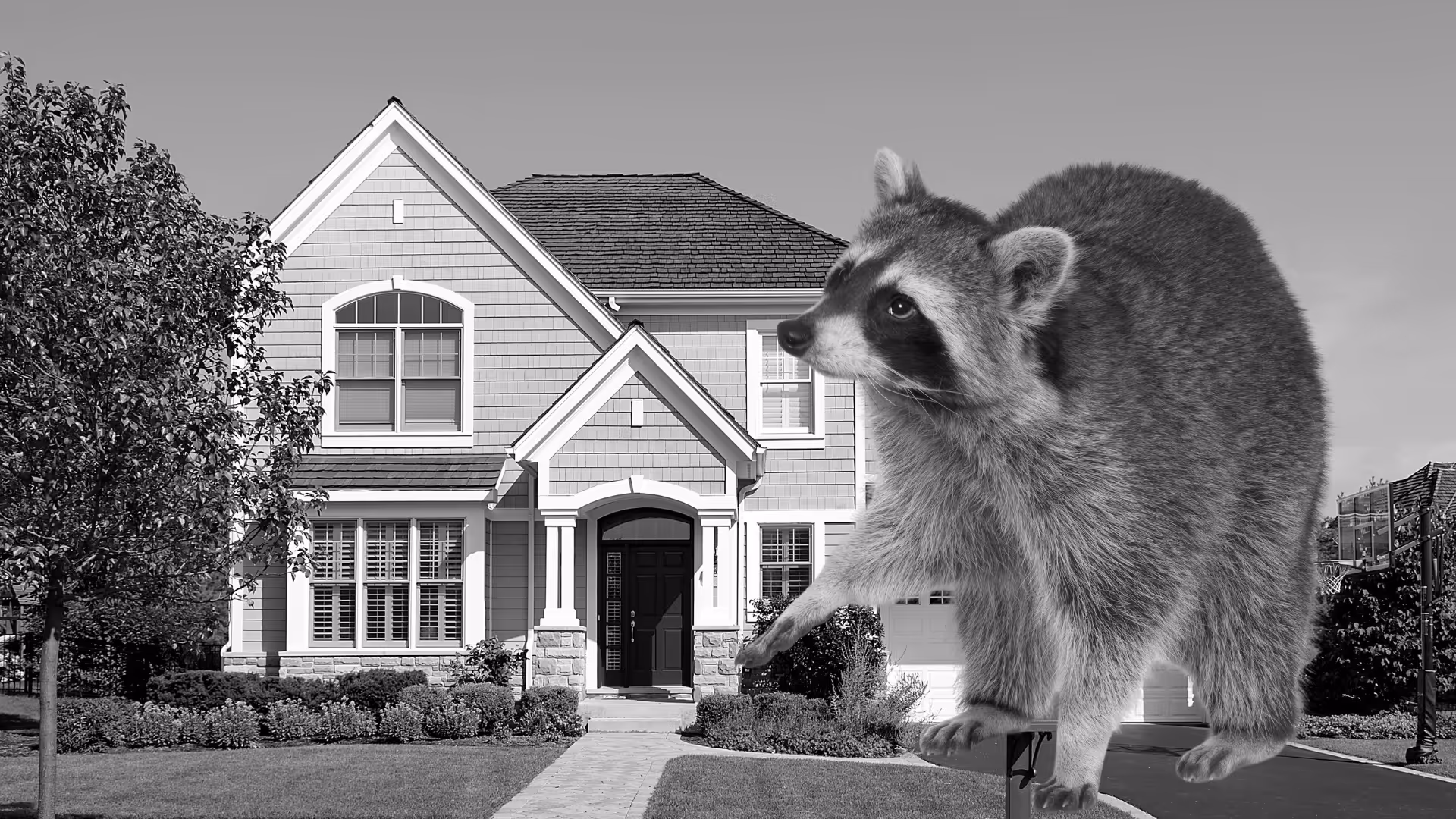Raccoon Removal & Trapping Services