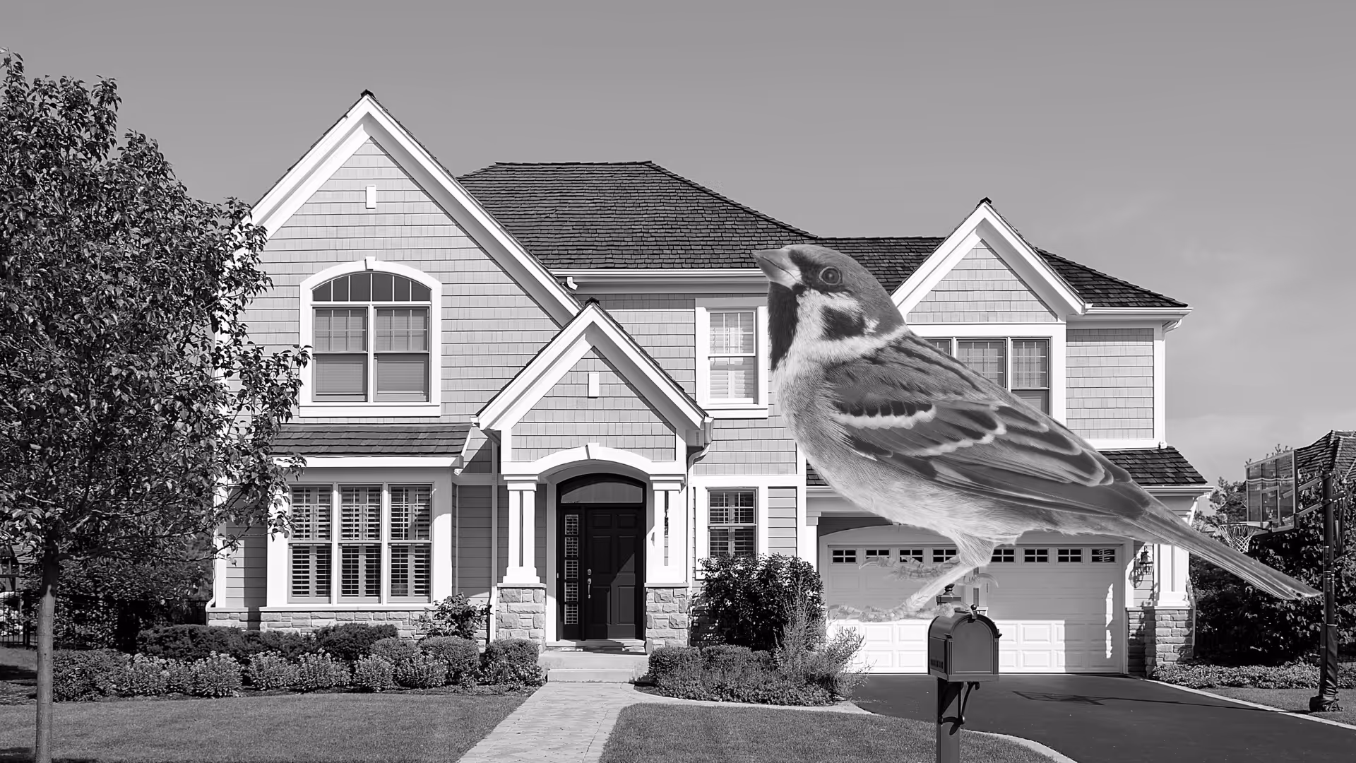sparrow