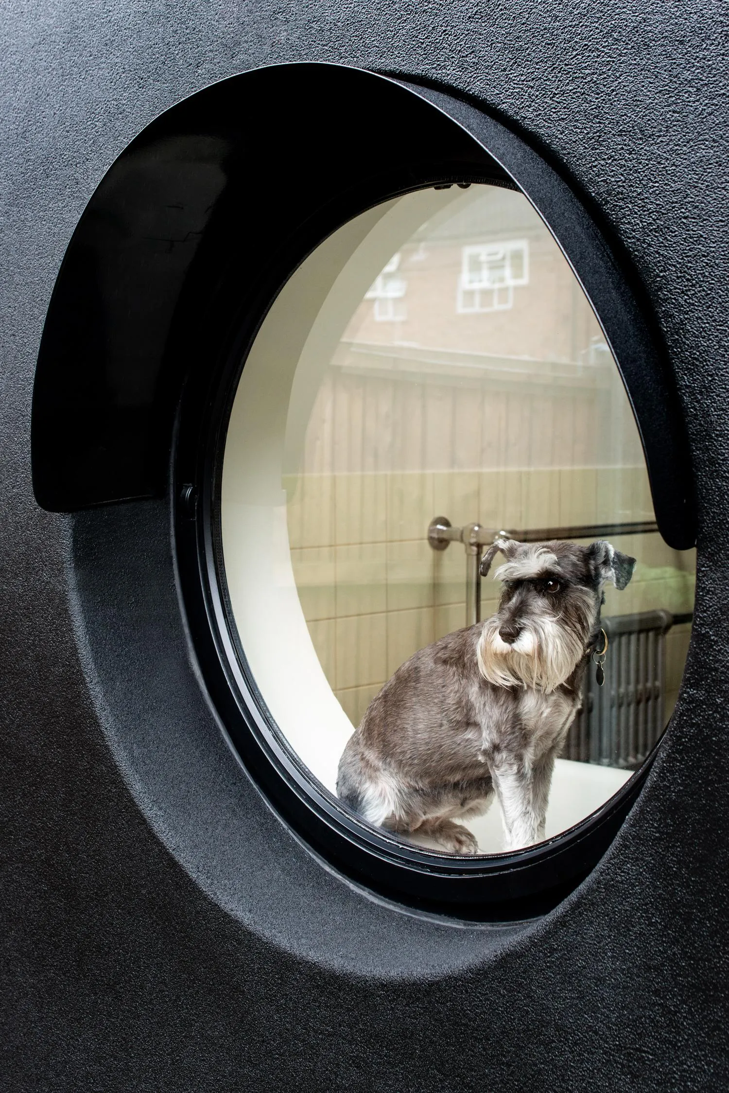 Photo of the dog sitting in a circular window. By Office S&M, RIBA Chartered Architectural Practice in London.