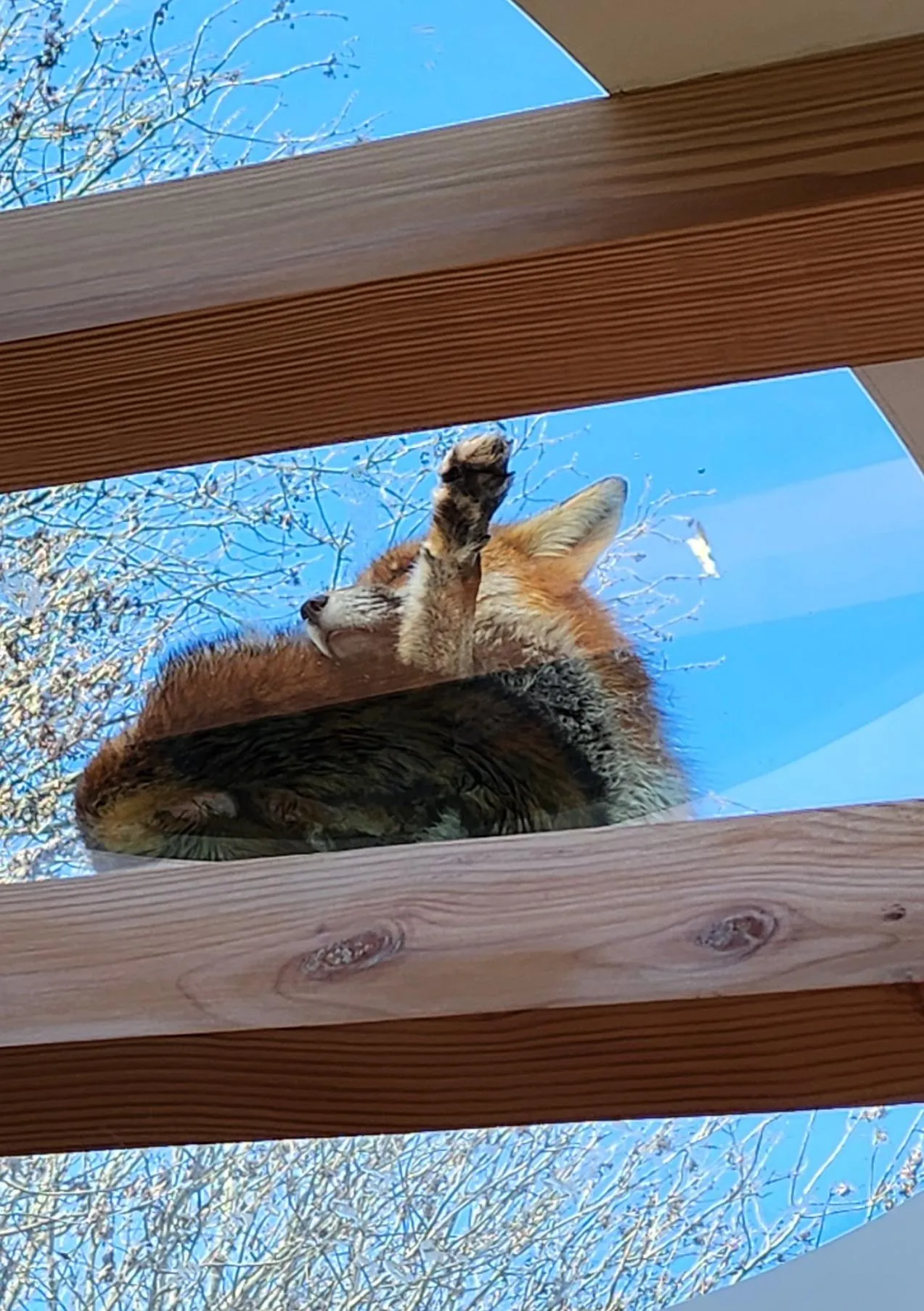 Photo showing a fox cleaning itself on the rooflight. By Office S&M, RIBA Chartered Architectural Practice in London.