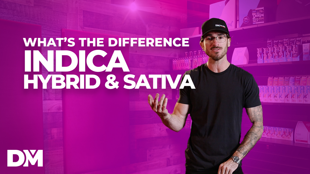 Indica Vs Sativa Vs Hybrid: Explore the Differences