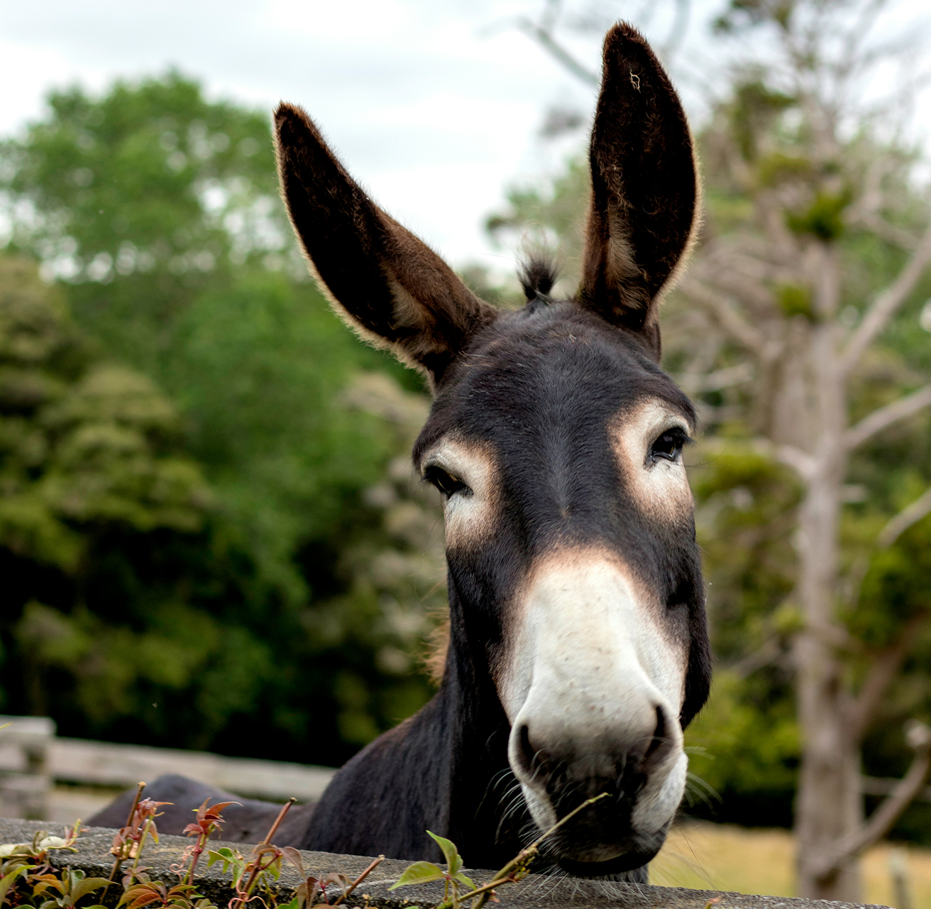 photo of a donkey