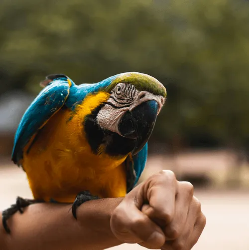photo of a parrot sitting on a hand