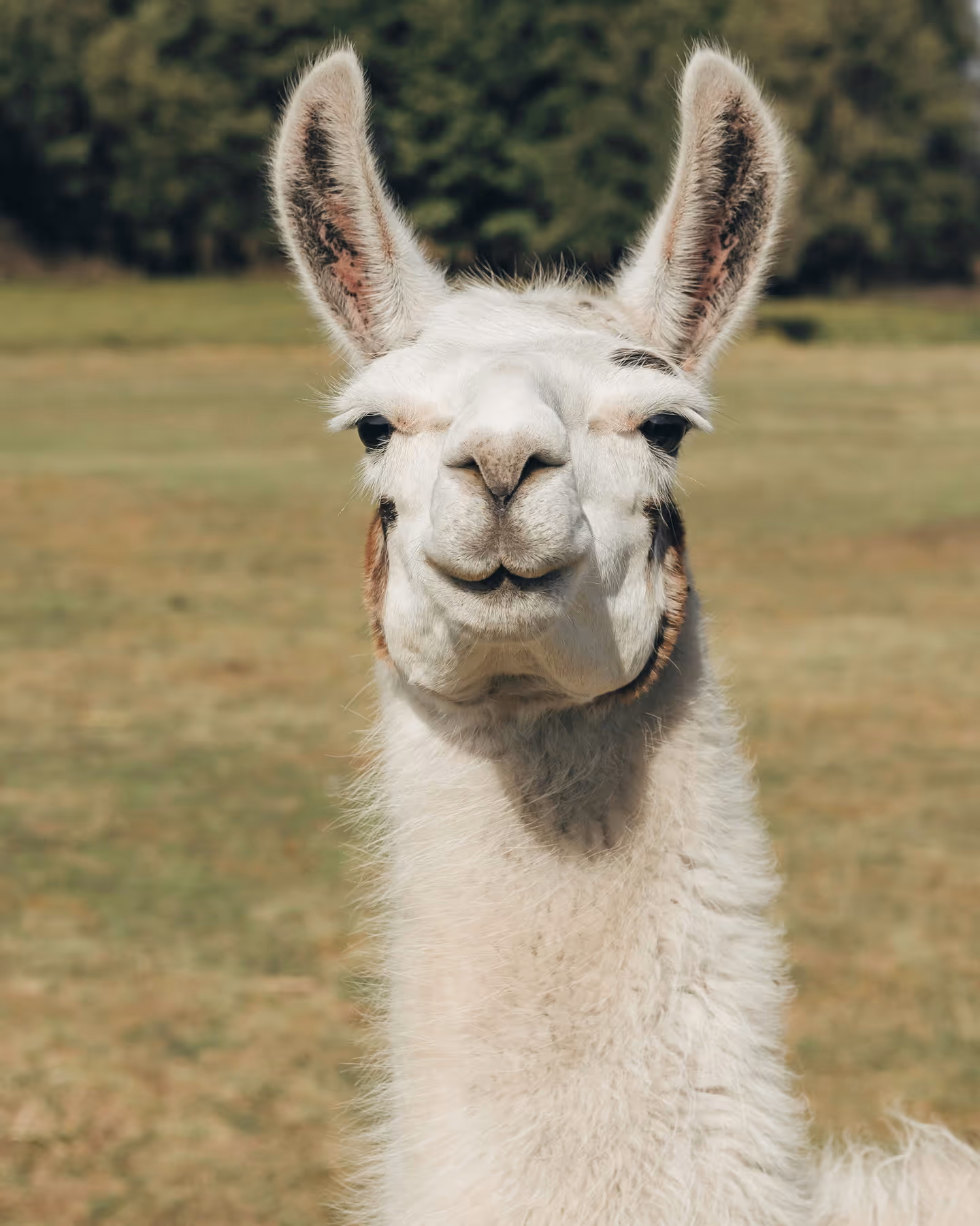 photo of an alpaca