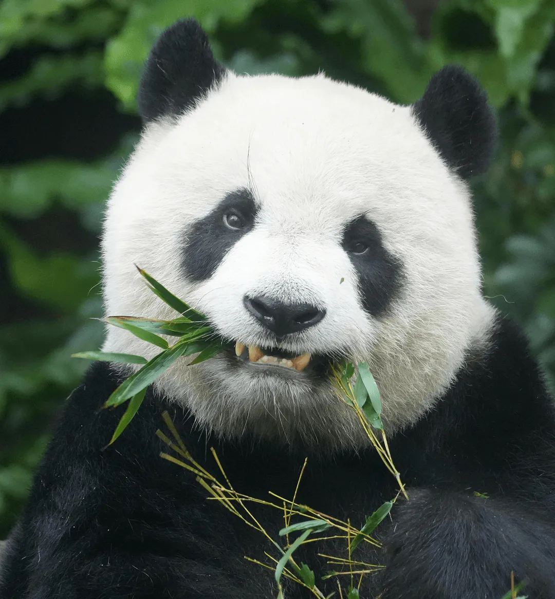 photo of a panda eating 