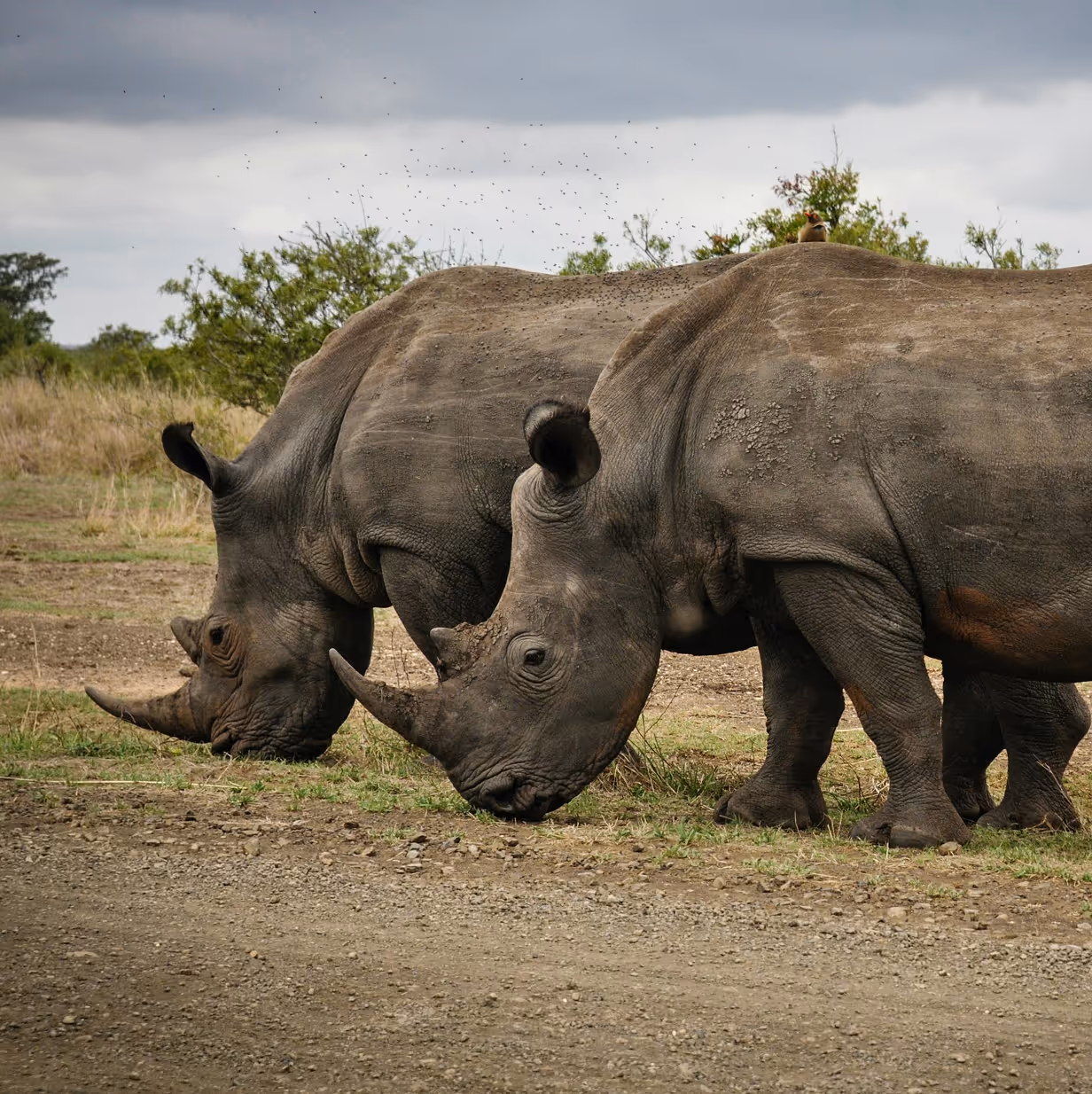 photo of two rhinos 