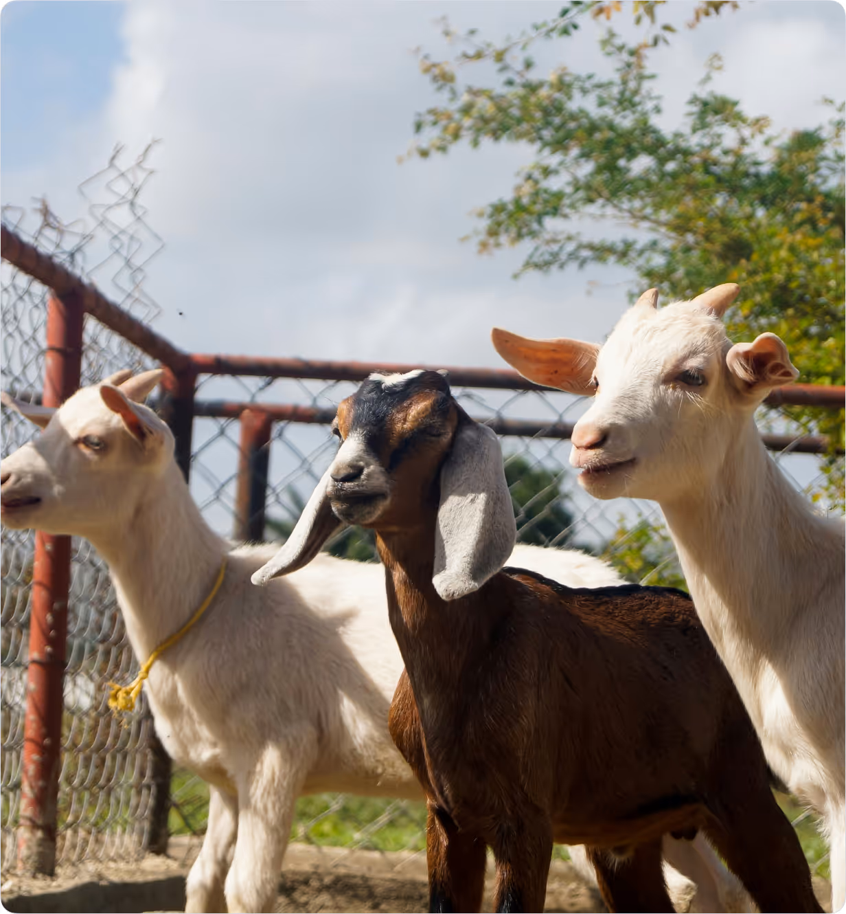 photo of three goats