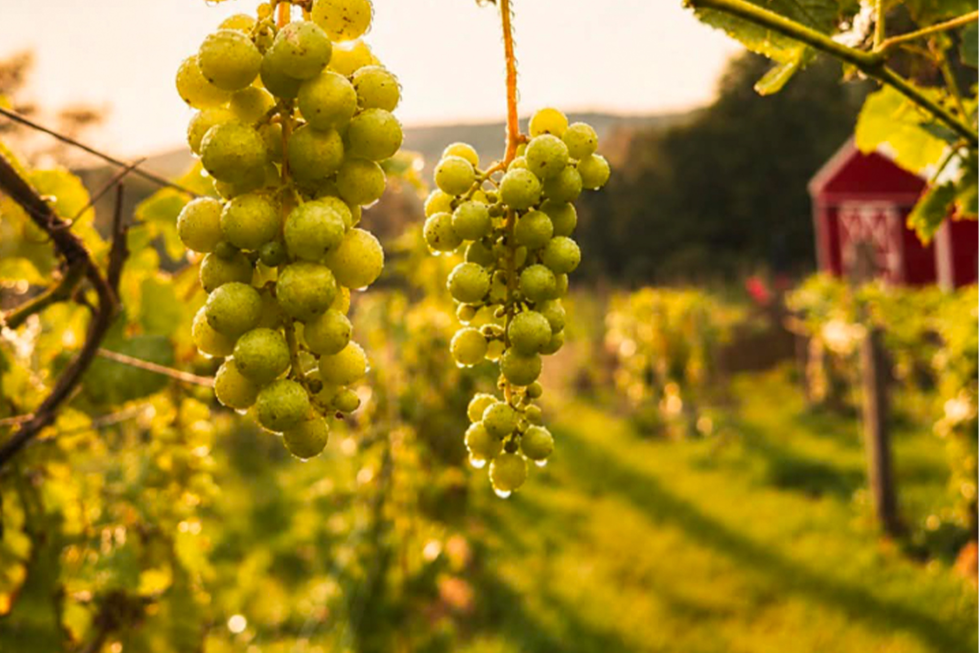 Come for the Wine, Stay for the Unexpected at Bashakill Vineyards