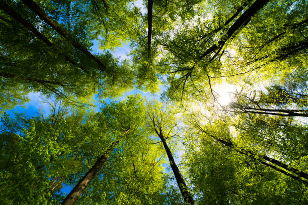 Natural trees image